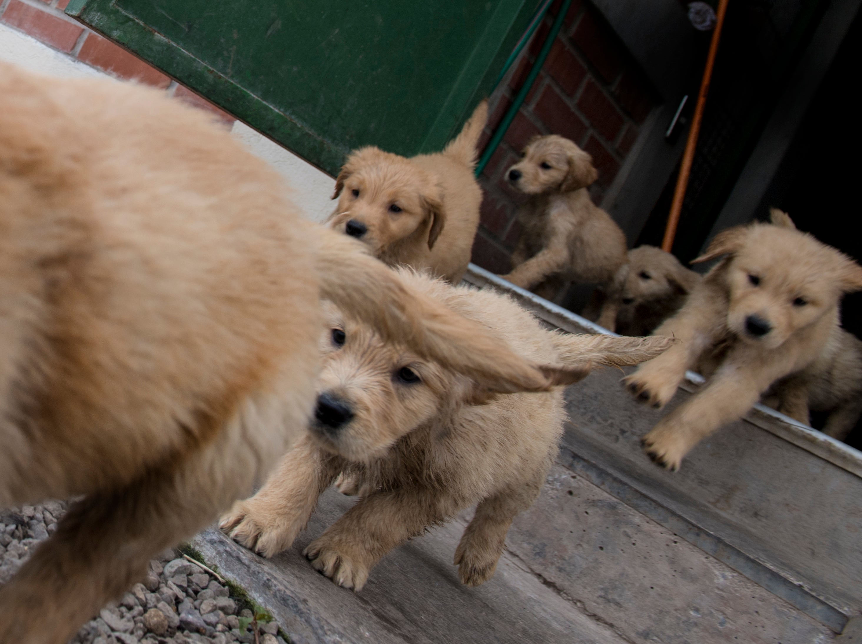 A few people felt looking after a puppy was harder than looking after a baby