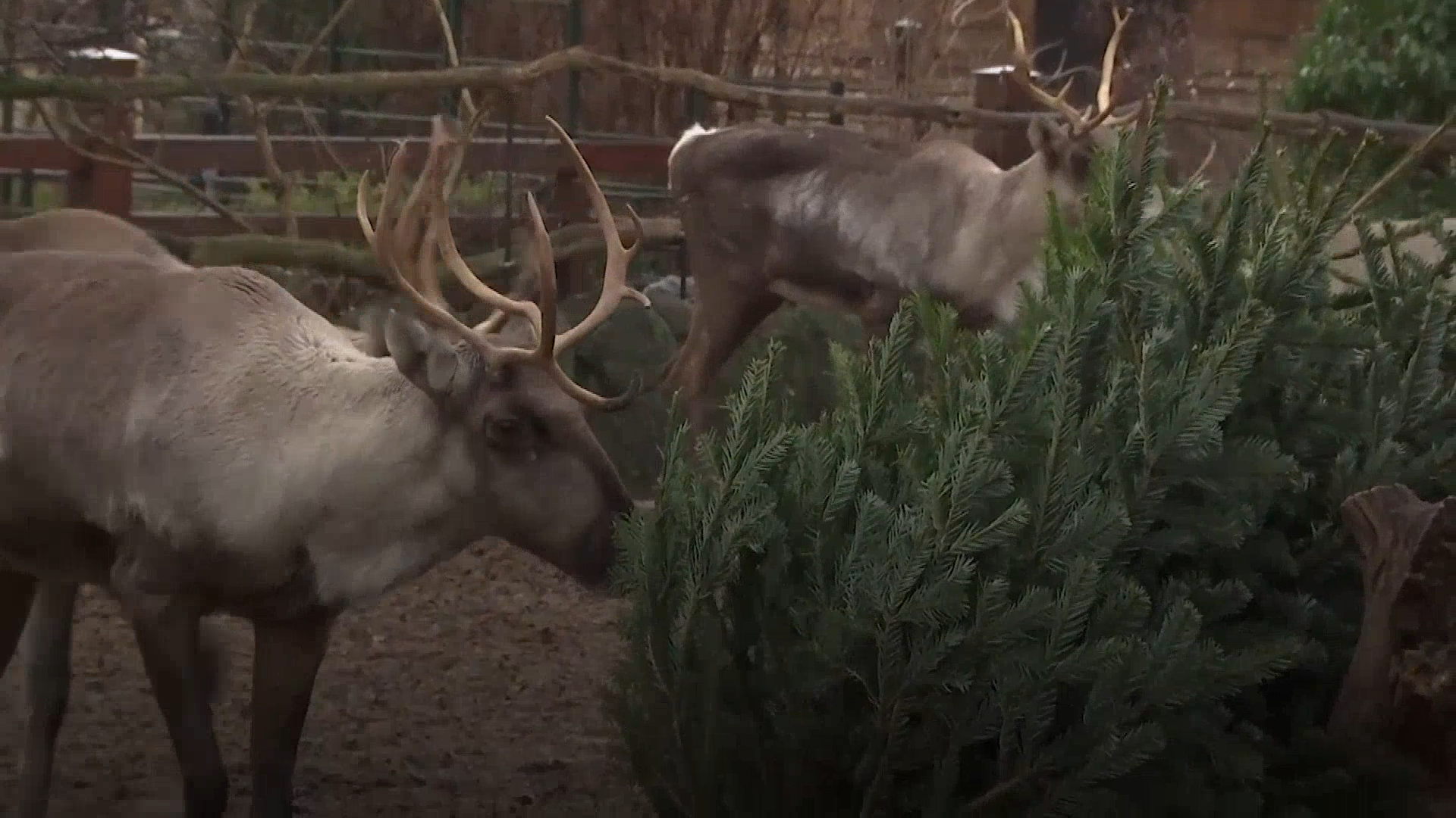 The animals were treated to unsold fir trees as part of a Christmas tradition at Zoo Tiergarten in Berlin (AP)