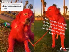 Pet owner receives mixed reactions after revealing why she dyes dog’s fur bright red