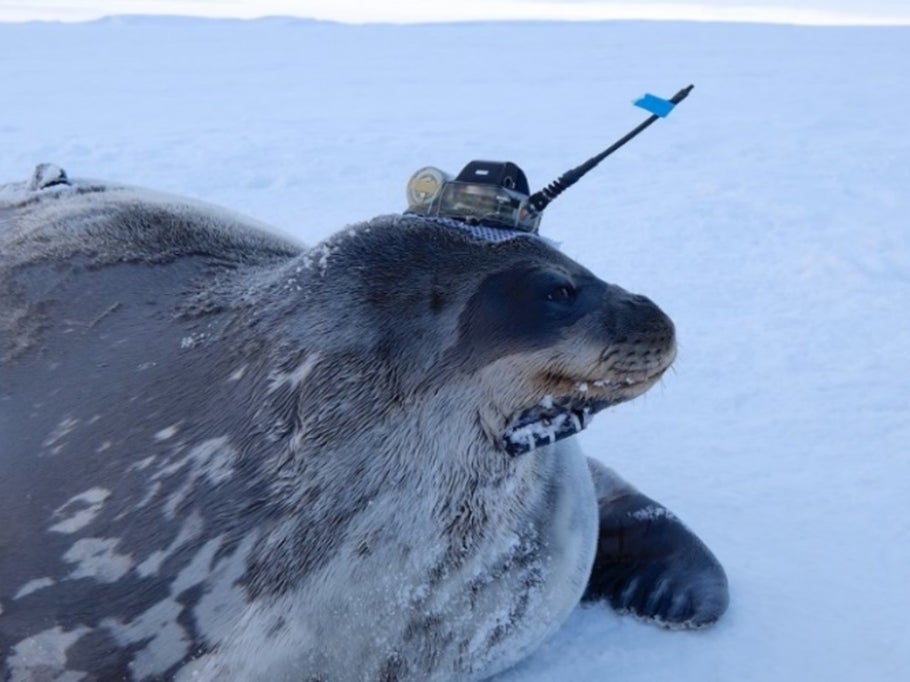 A Weddell seal is pictured with a sensors on its head