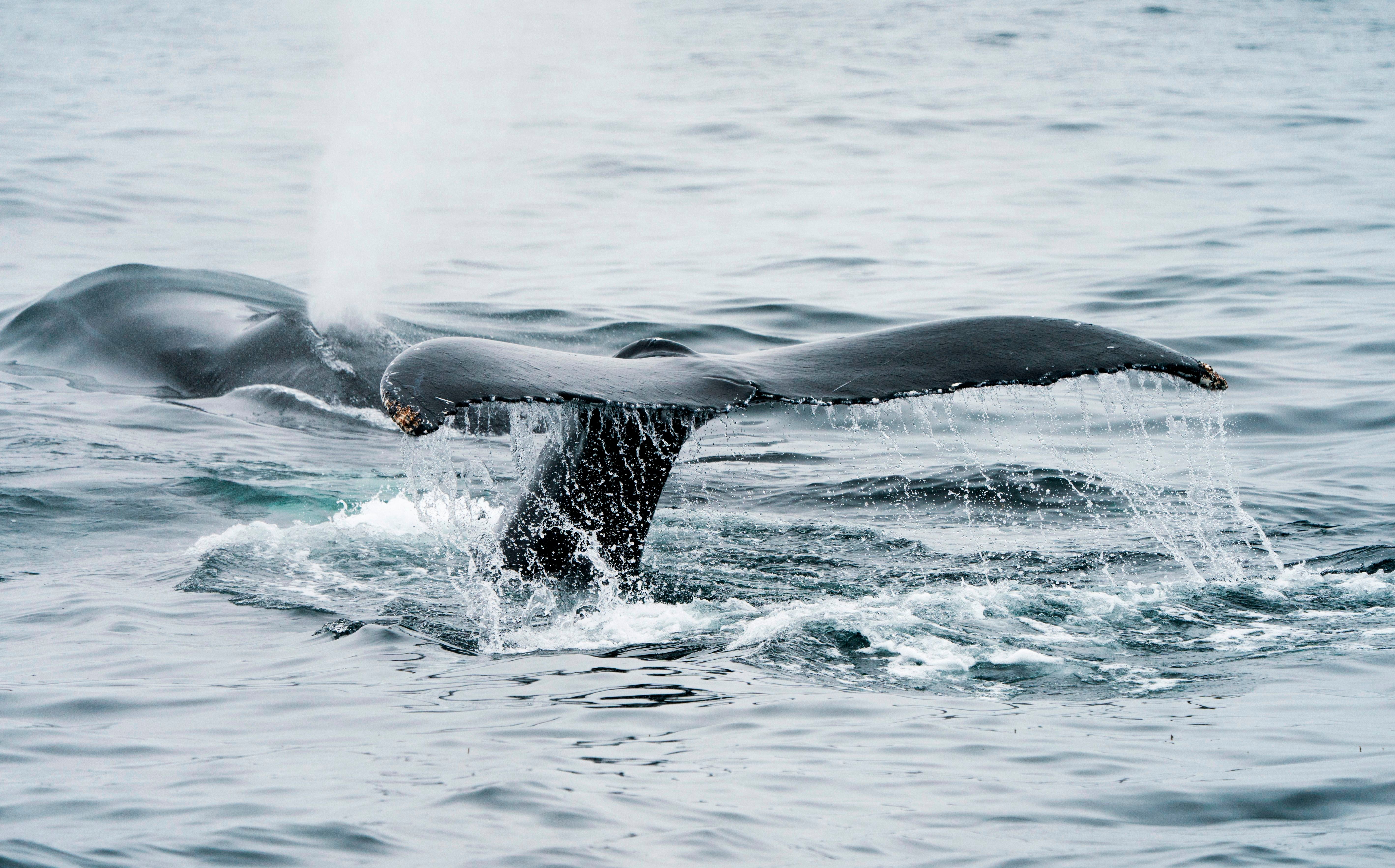 UK seas have seen strong numbers of humpback whales