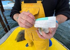 French shellfish farmer comes up with ingenious method to stop oyster theft