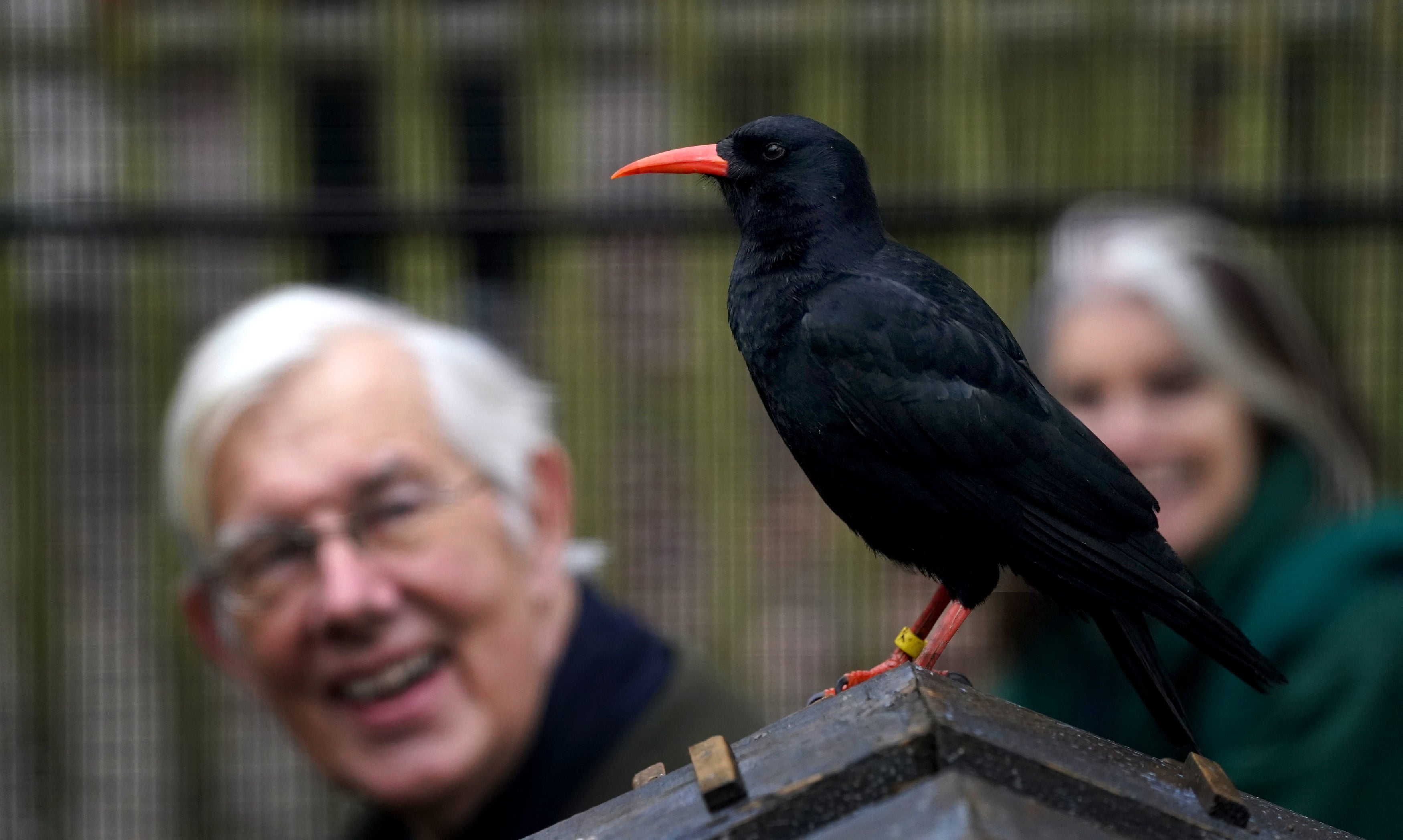 A red-billed chough in Wildwood Wildlife Park in Kent