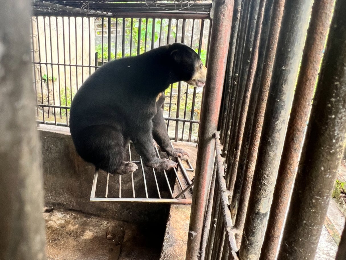 One of the bears due to be rescued