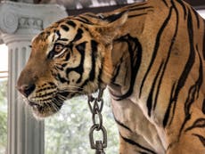 Eleven tigers and two bears set to be saved as zoo accused of neglect closes