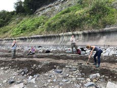 Footprints of early dinosaur discovered on Welsh beach