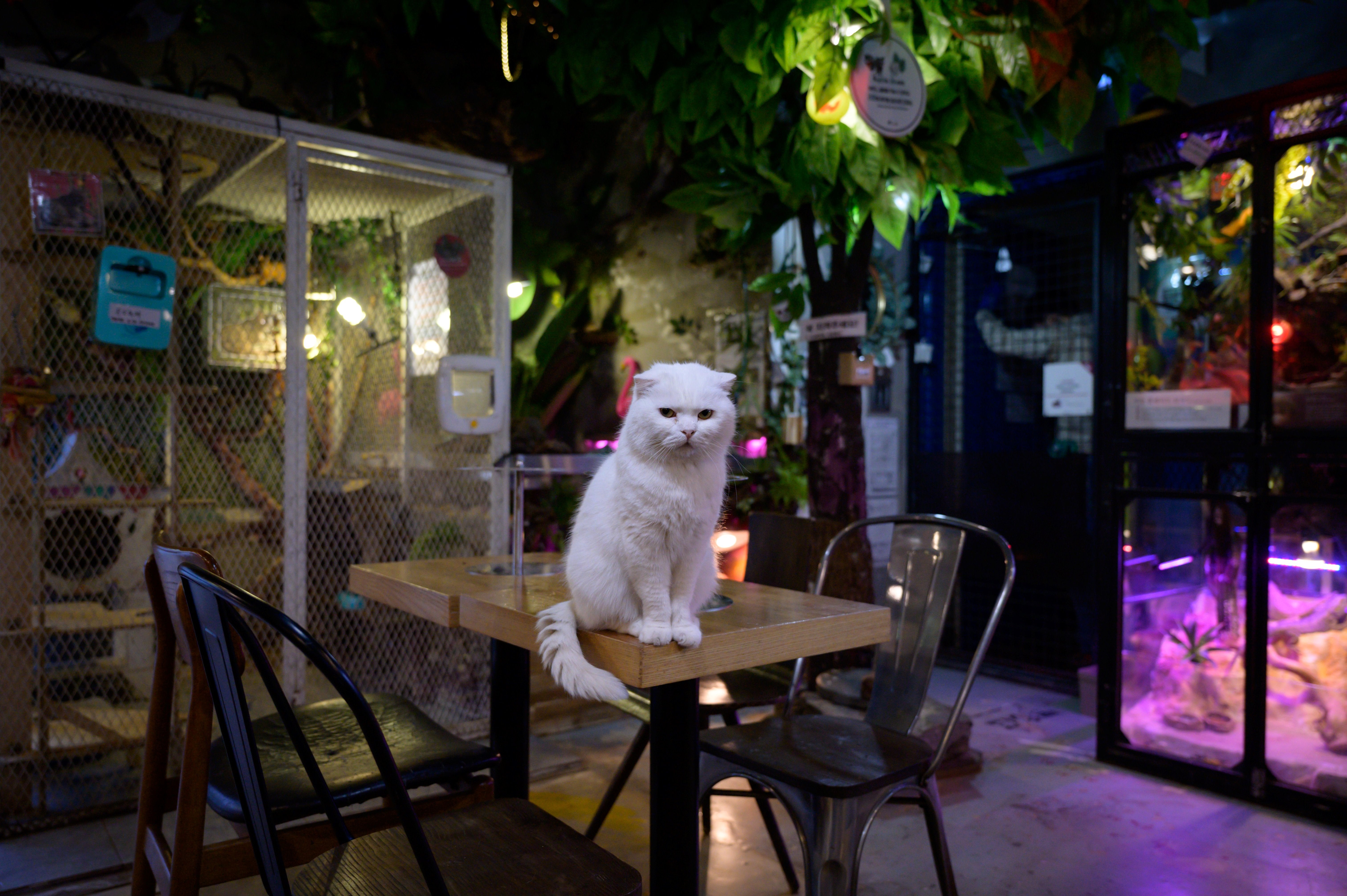 A cat sits on a table in a Seoul cafe