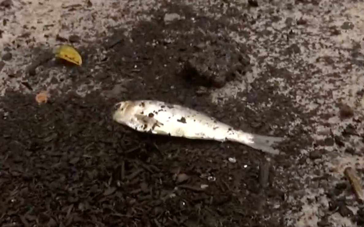 Fish rained from the sky over Texarkana, Texas during a storm on 29 December 2021