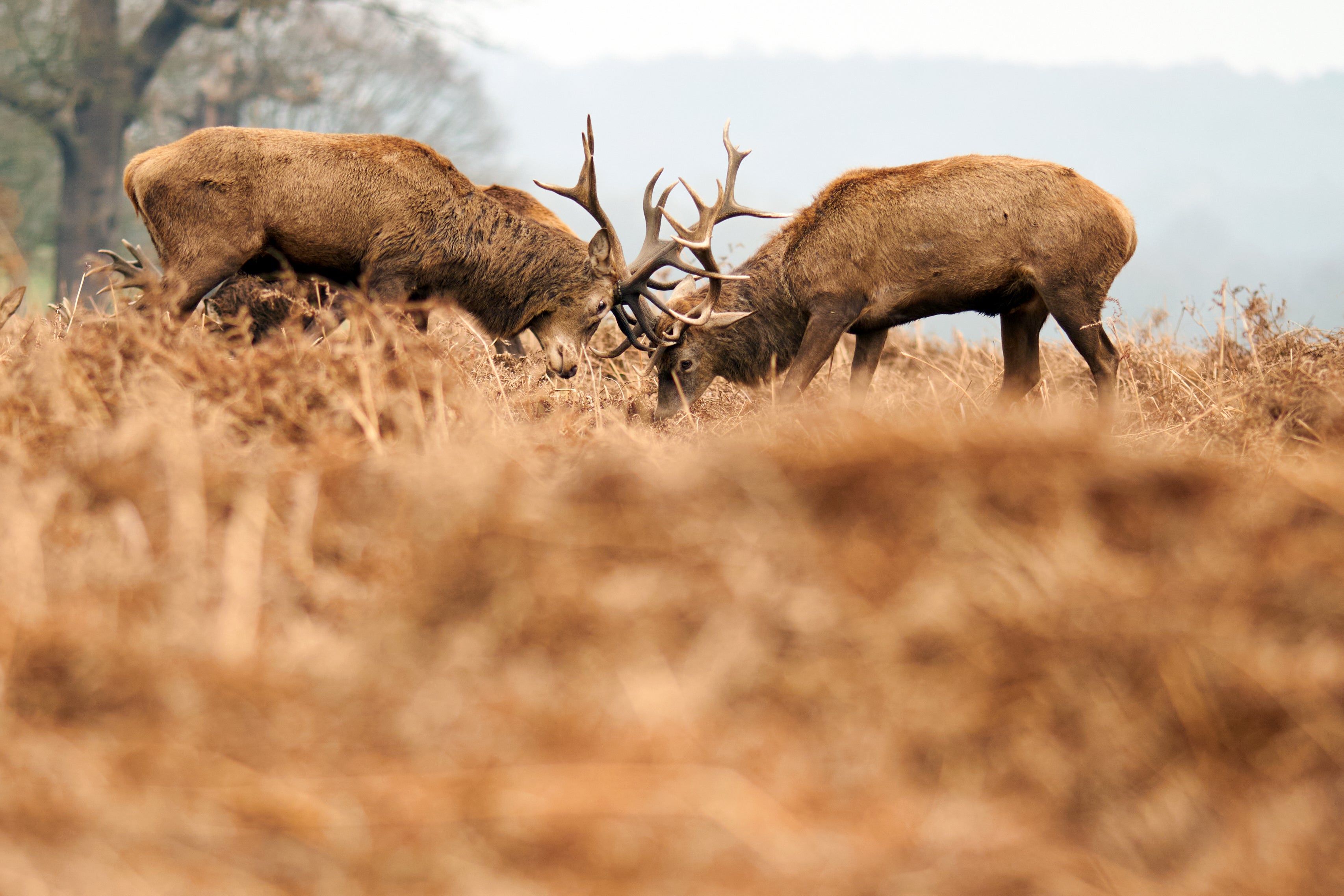 Red deer in Richmond Park, south-west London, in January (John Walton/PA)