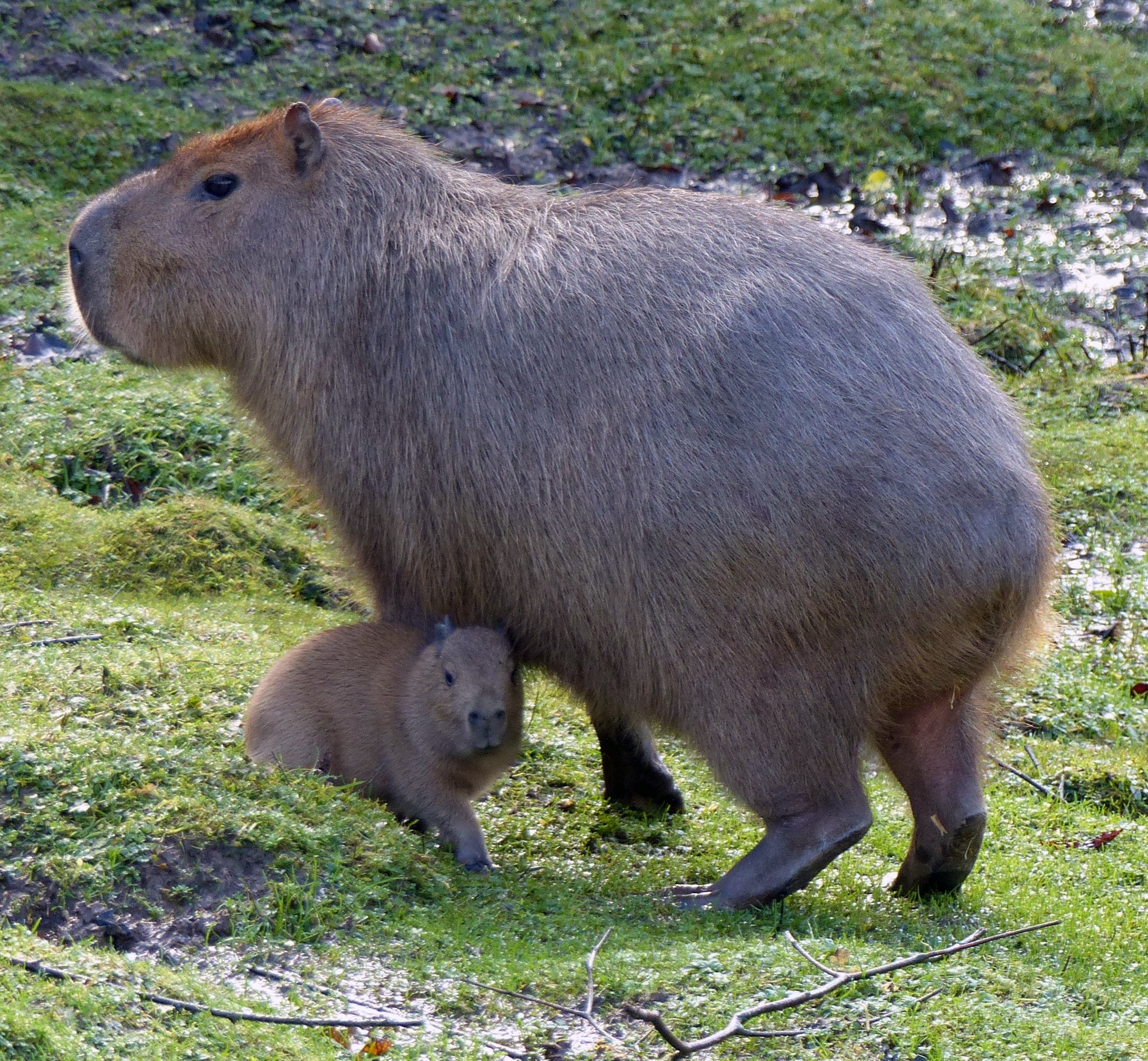 Two capybara pups were born at Exmoor Zoo on Christmas Day (Exmoor Zoo/PA)