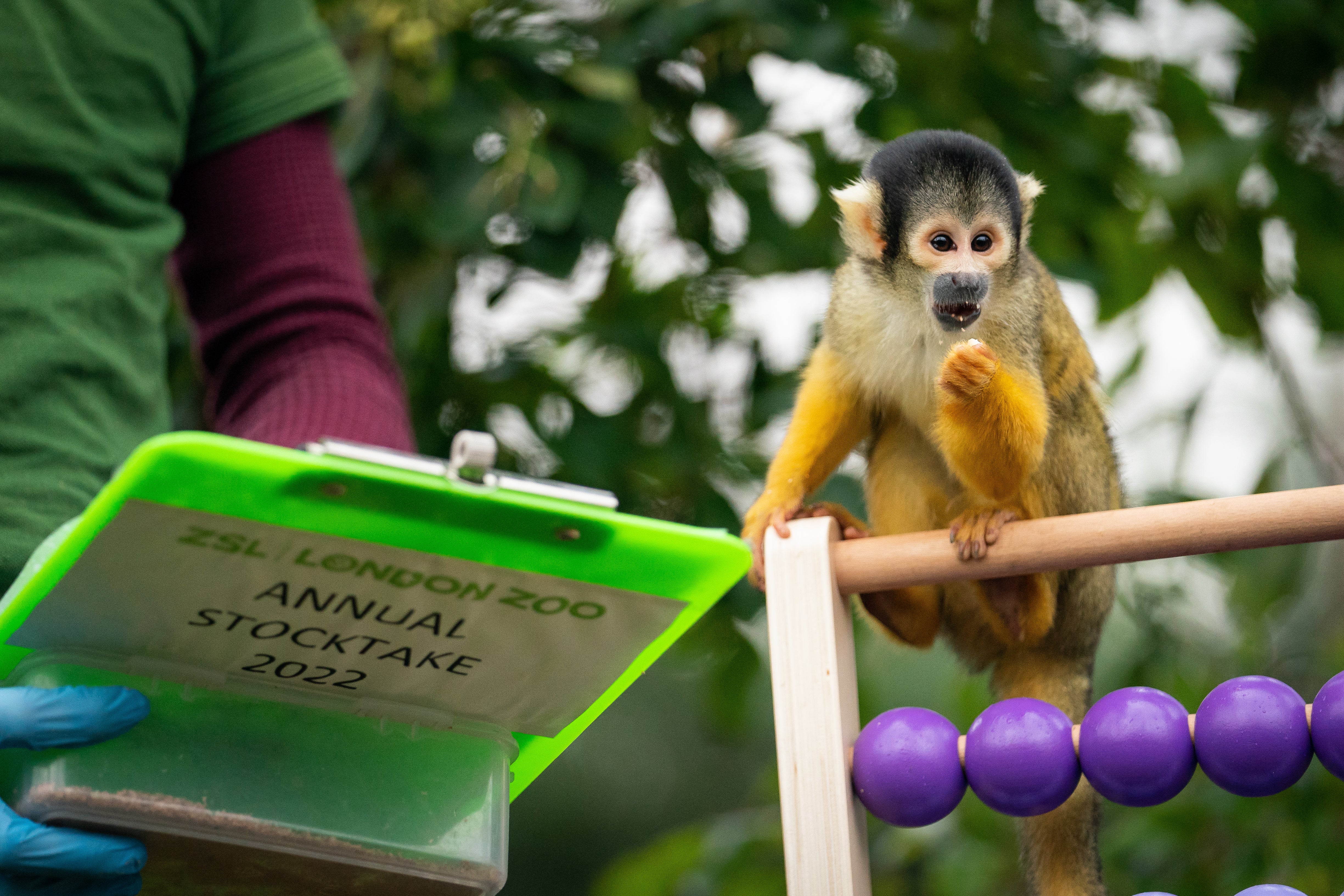 A zoo keeper counts squirrel monkeys during the annual stocktake at ZSL London Zoo (Aaron Chown/PA)