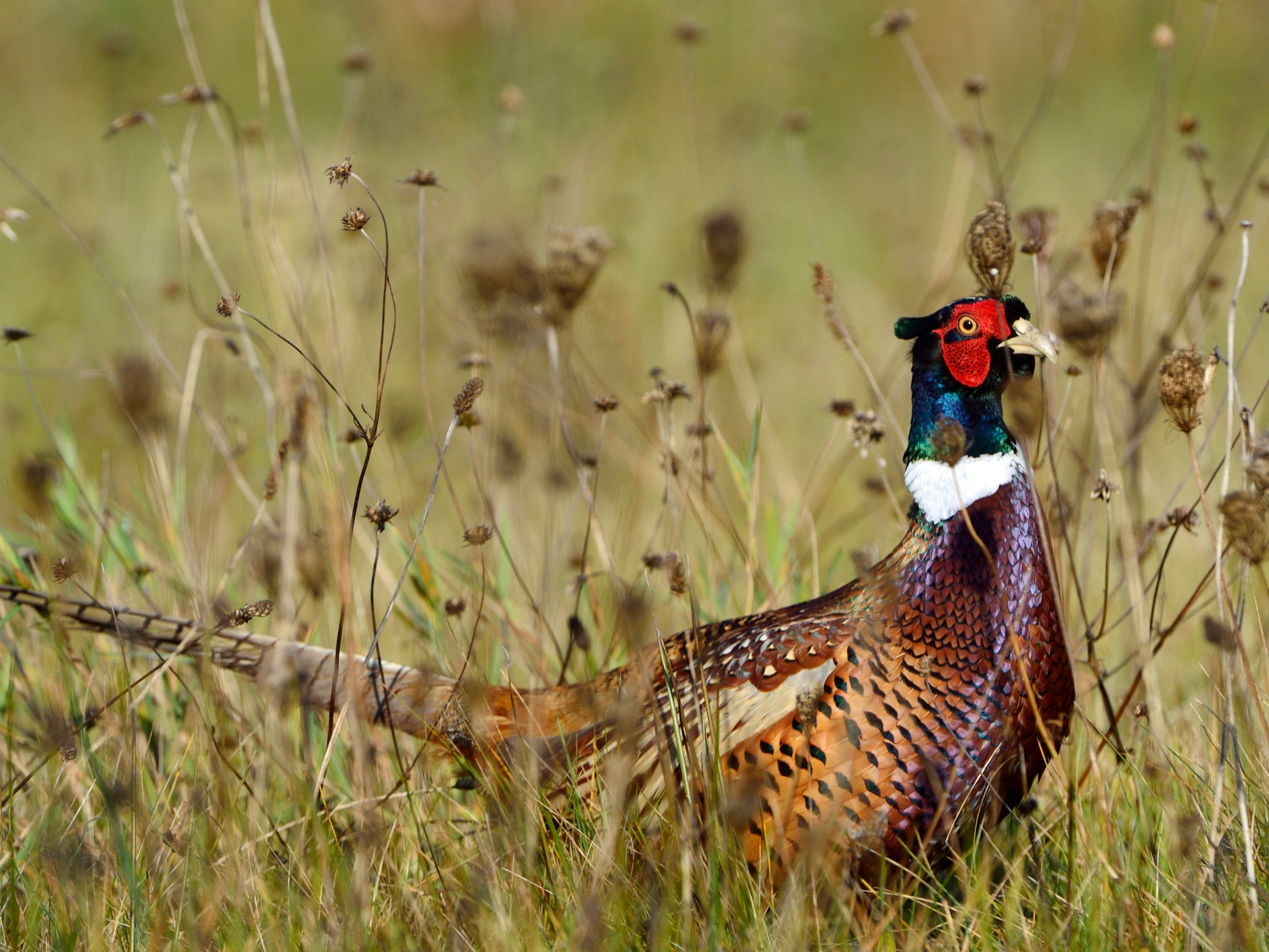 Each year so many millions of captive-bred game birds are released into the wild they weigh half as much as all of the UK’s wild birds combined