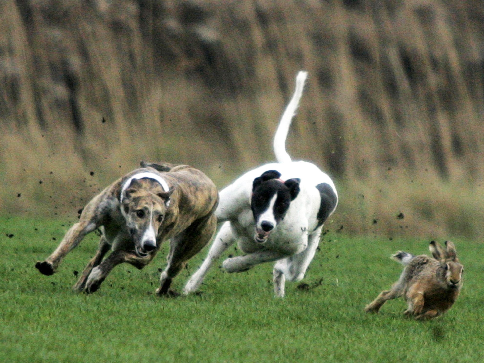 Organised hare coursing before a ban came into effect in 2004