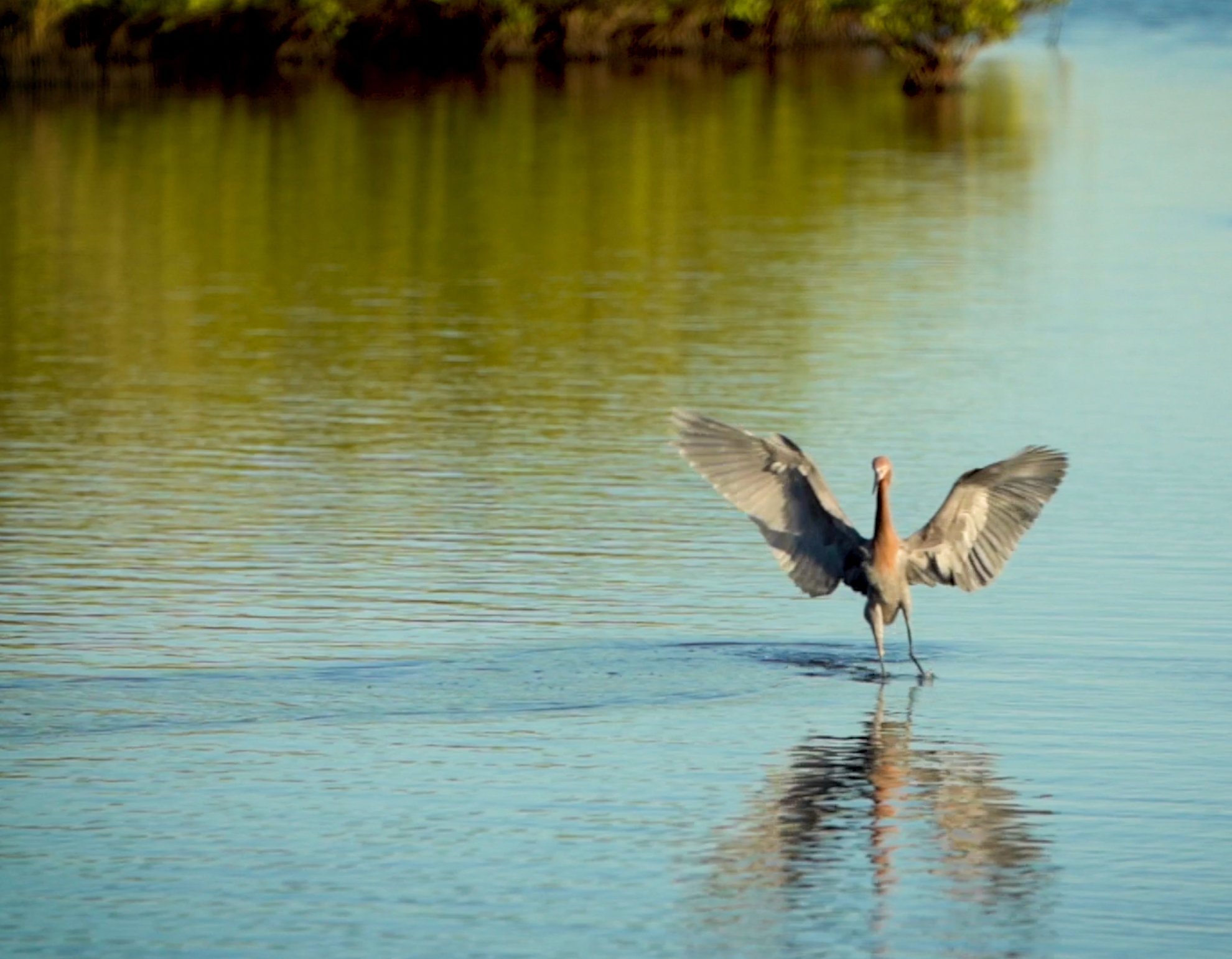 <p>Taking off: roseate spoonbill viewed from Black Point Wildlife Drive on Florida’s Merritt Island</p>