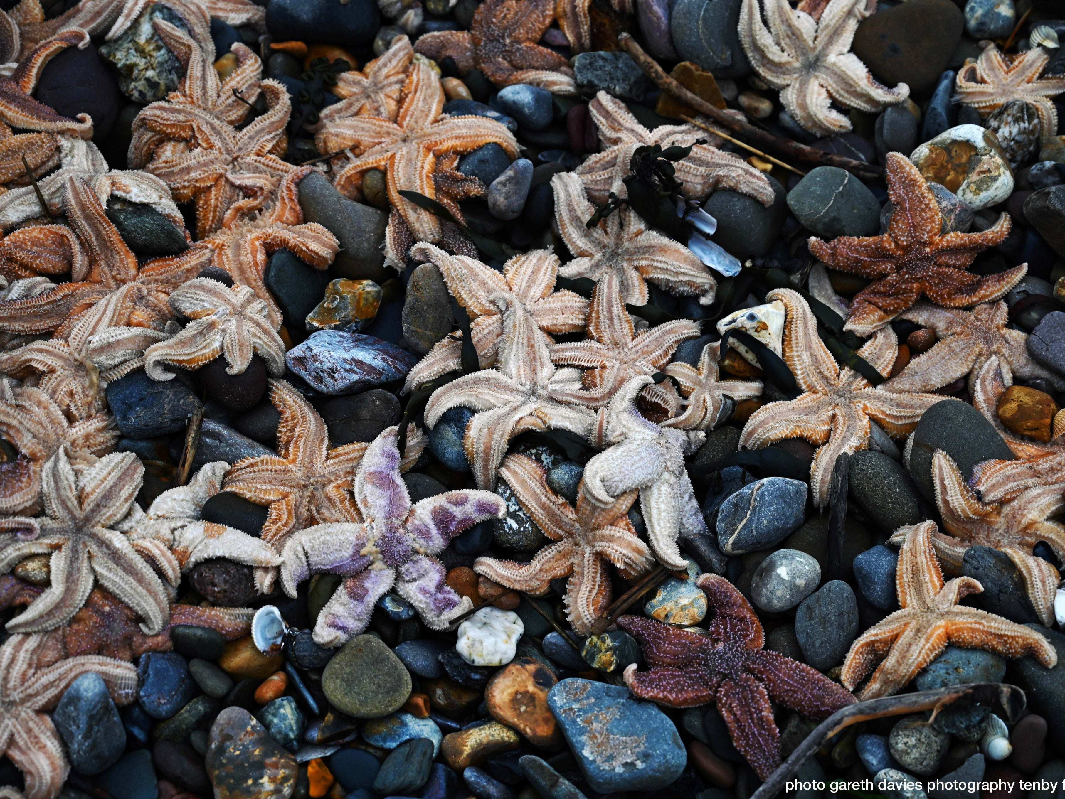 Starfish piled atop one another at Coppet Hall beach, Saundersfoot, following stormy weather