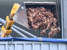 Farm filmed dumping thousands of chickens killed in bird flu outbreak in open-air skips