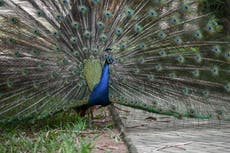 Heartbreaking video shows peacock refusing to leave its ‘long-time partner’ even after its death