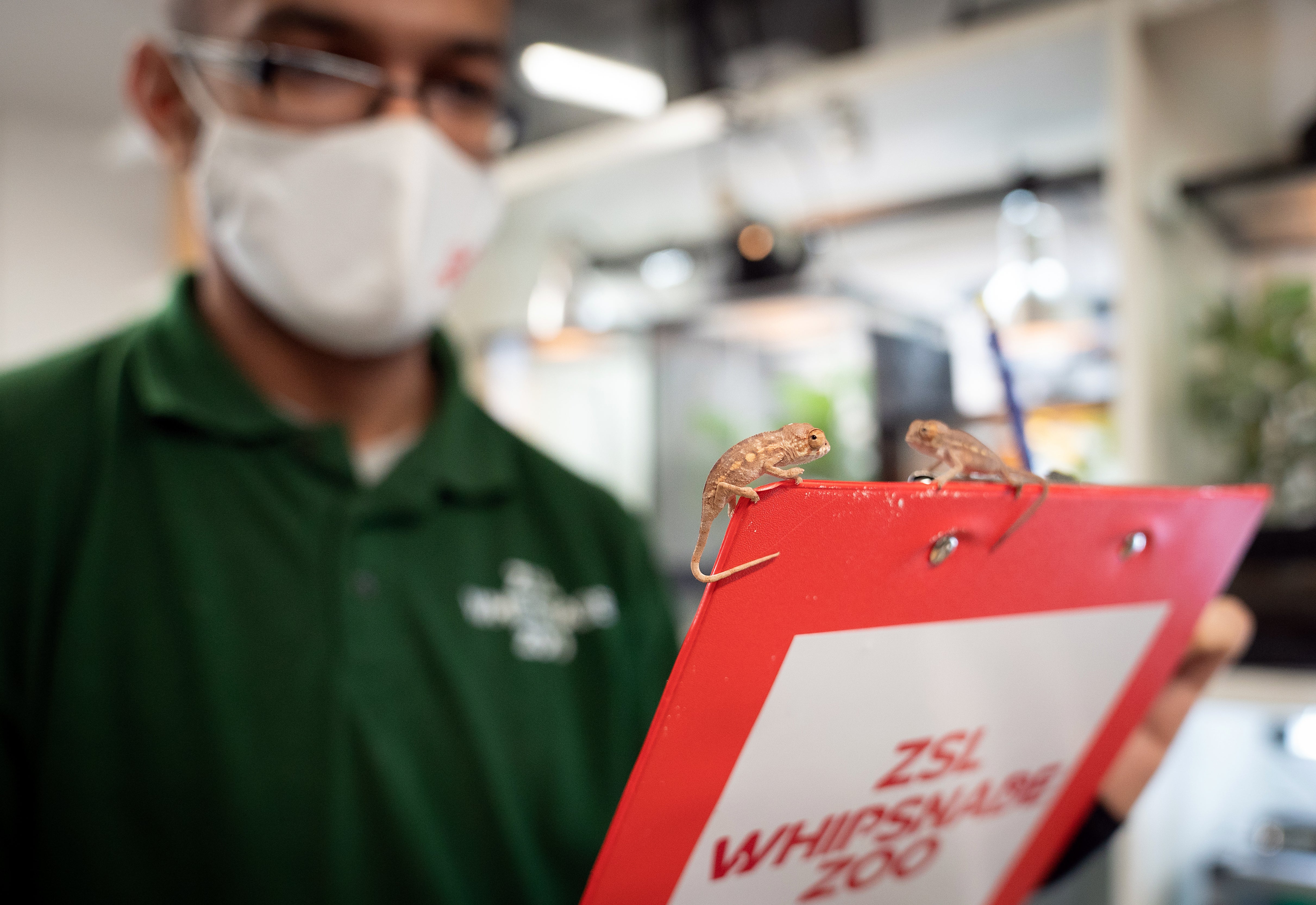 Panther chameleons during the annual stocktake at ZSL Whipsnade Zoo (Joe Giddens/PA)