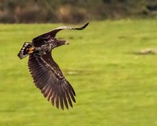 Bird of prey known as the ‘flying barn door’ spotted in Cornwall