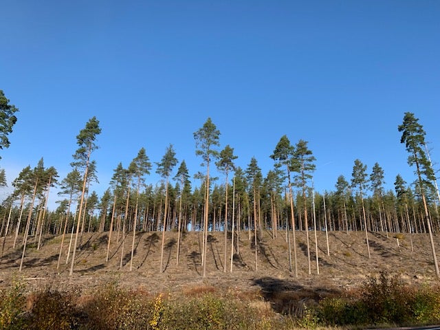 A shadow of itself: the last trees standing after a clear cutting near Rekijoki