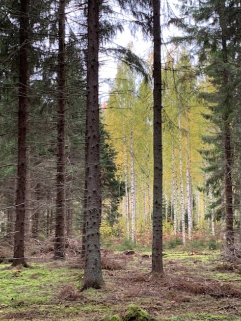 Trees are often farmed in blocks by species, with the ground stripped of undergrowth after clear-cutting