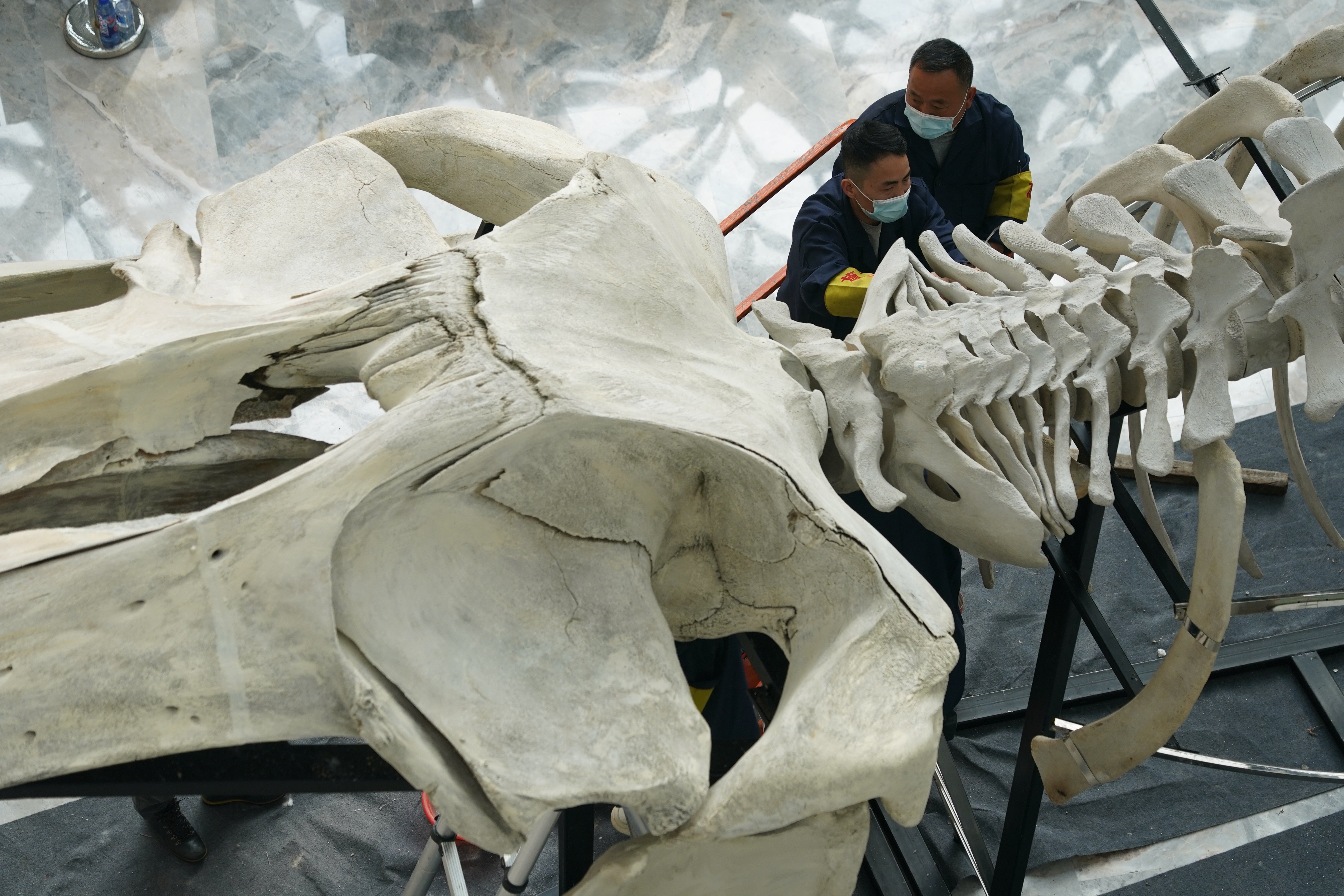 Members of the taxidermy team at the Shanghai Natural History Museum secure the bones of the whale