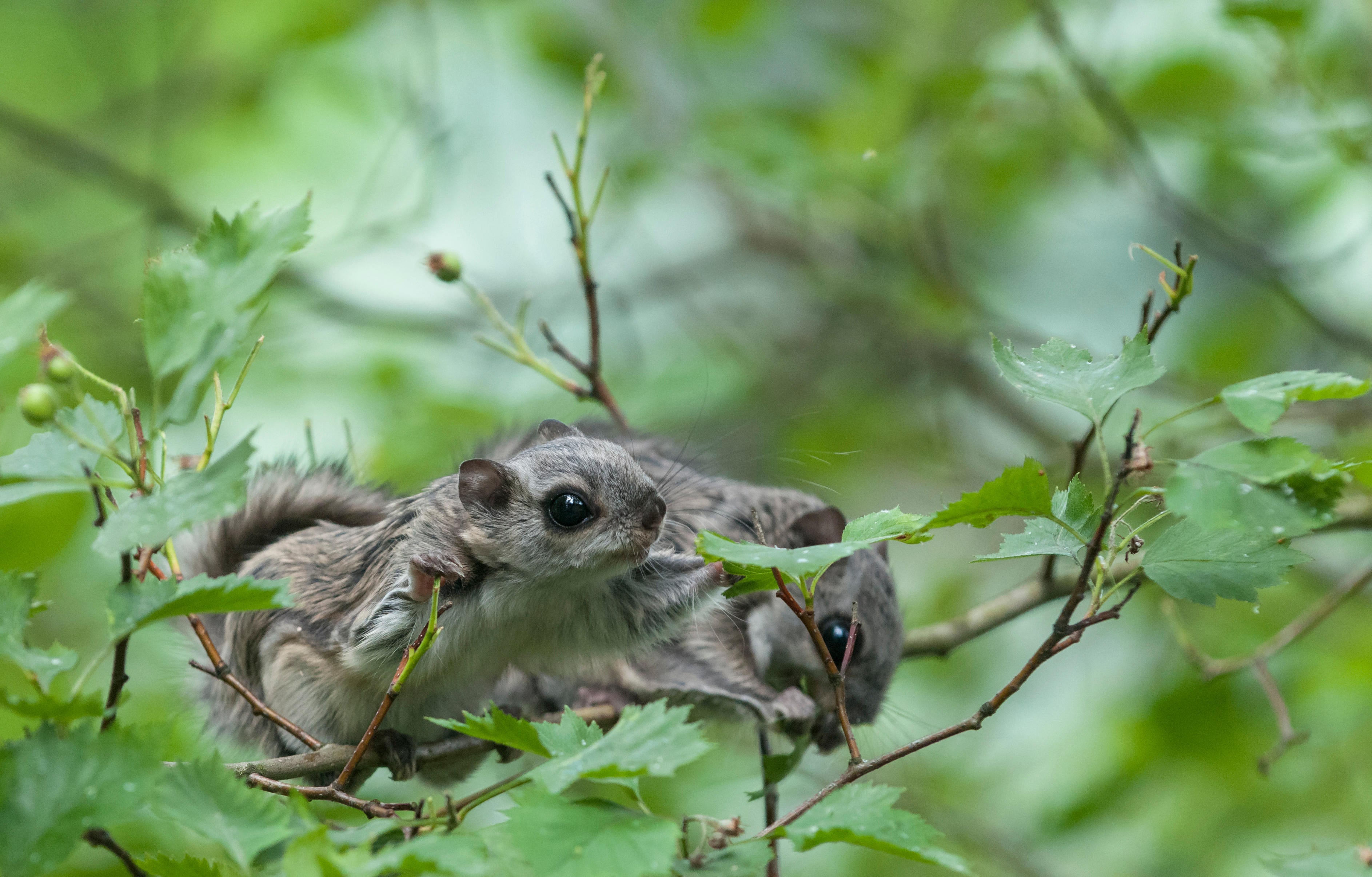 The Siberian flying squirrel is notoriously hard to spot