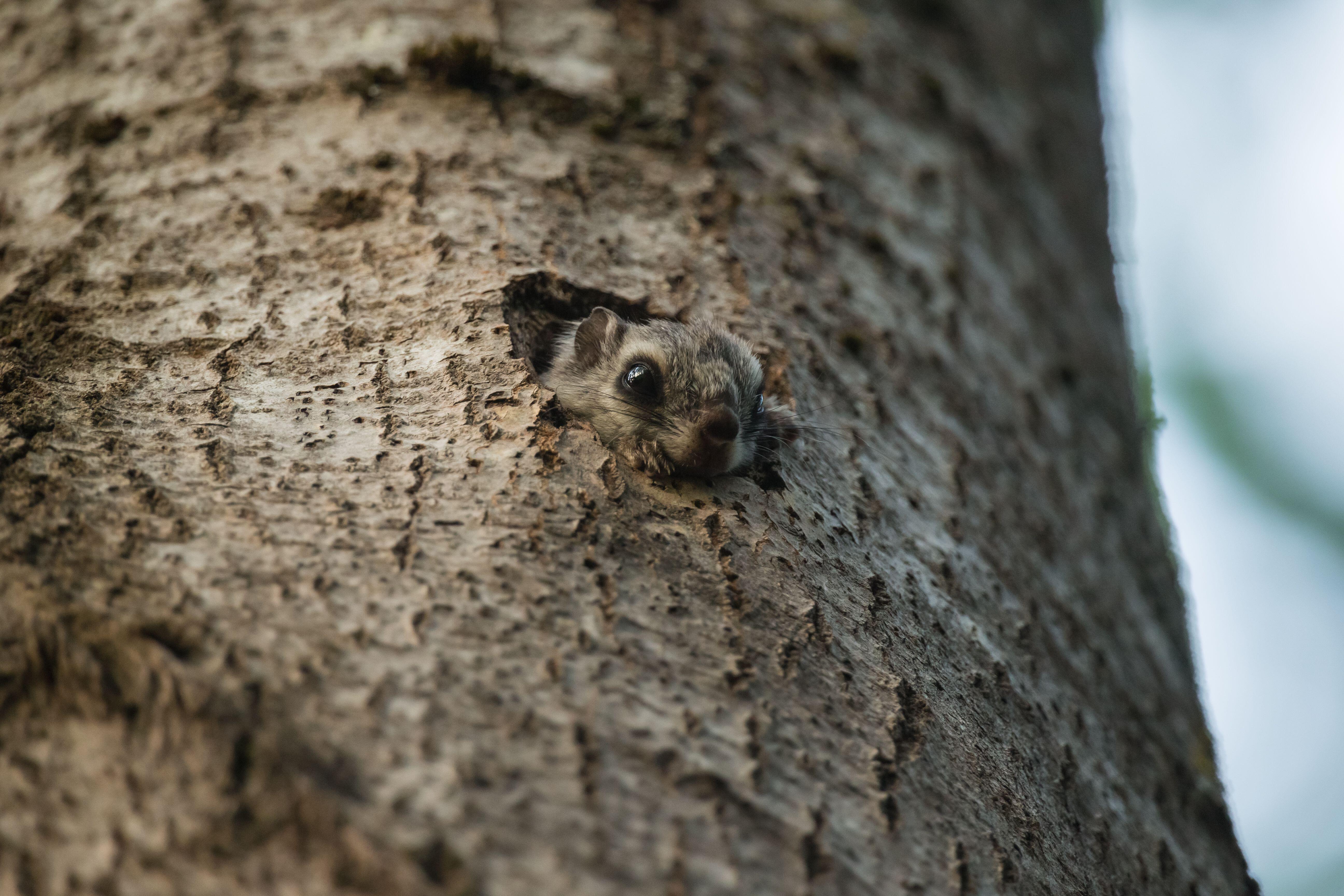 The Siberian flying squirrel’s large black pupils have evolved to allow more light into the retina so it can see in the dark