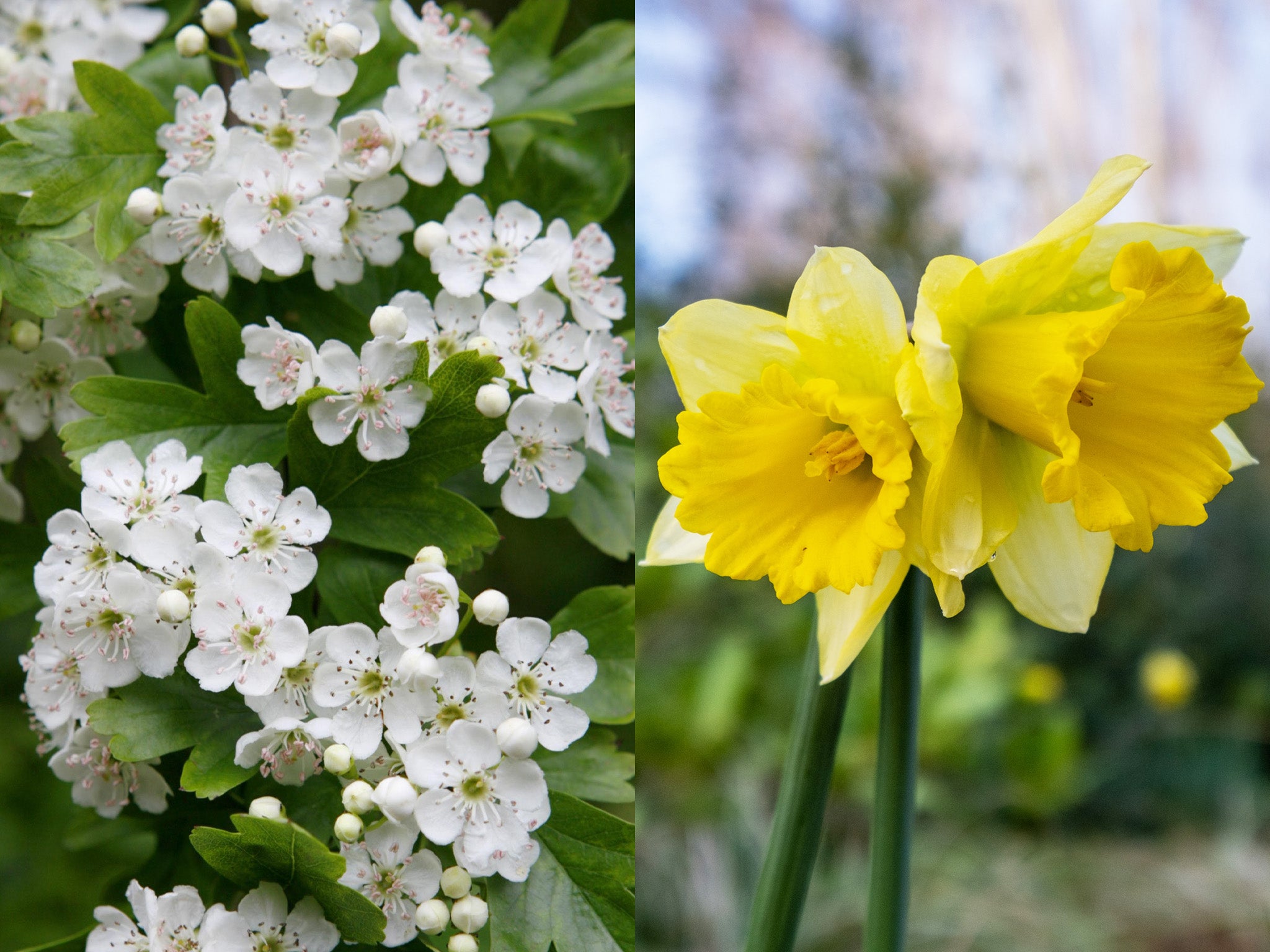 Hawthorn - the mayflower - and daffodils are among the species out early