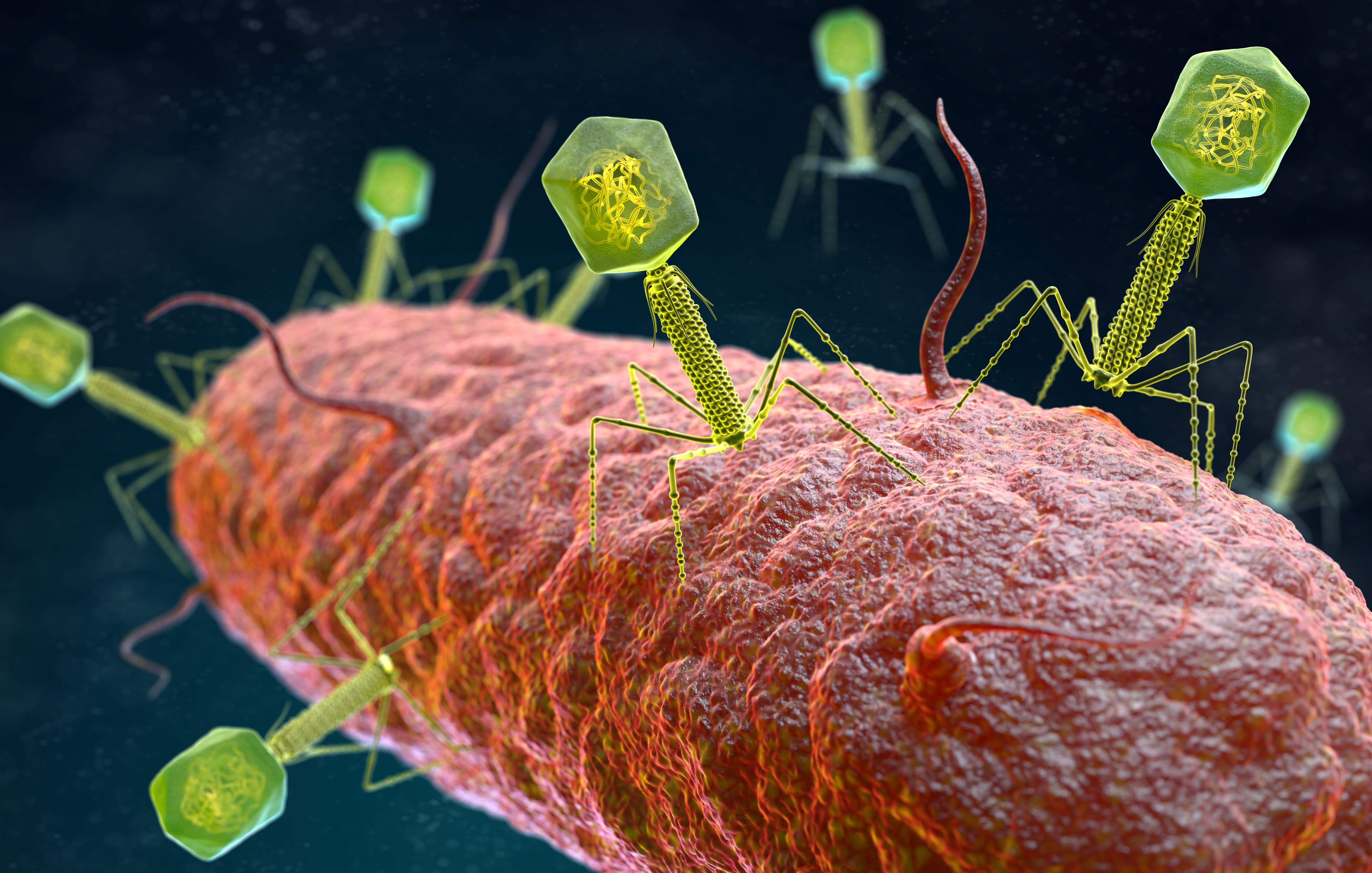 Illustration of the bacteriophage virus that infects and replicates within a bacterium