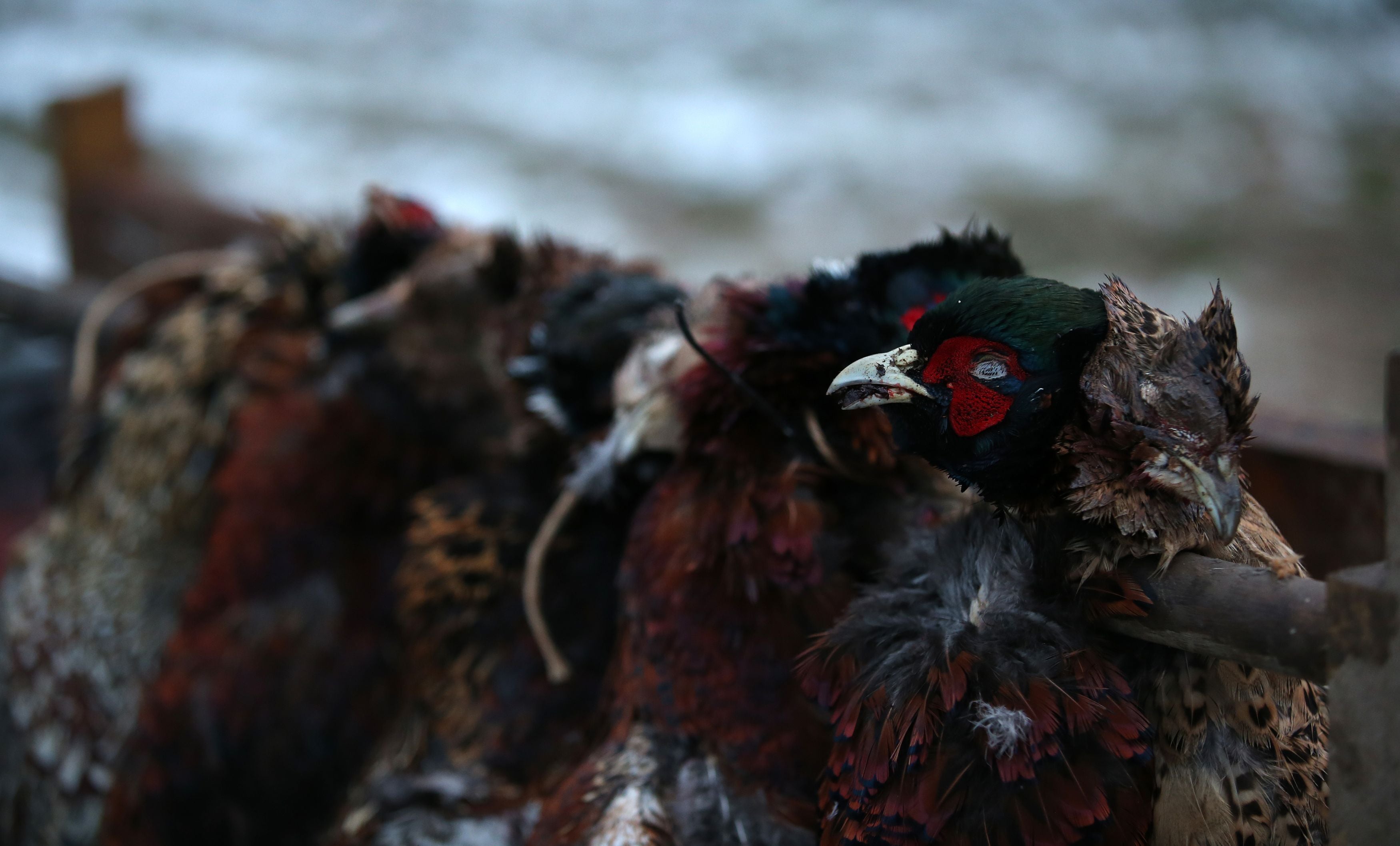 The pheasants were found in the back of the delivery driver’s car (Lynne Cameron/PA)