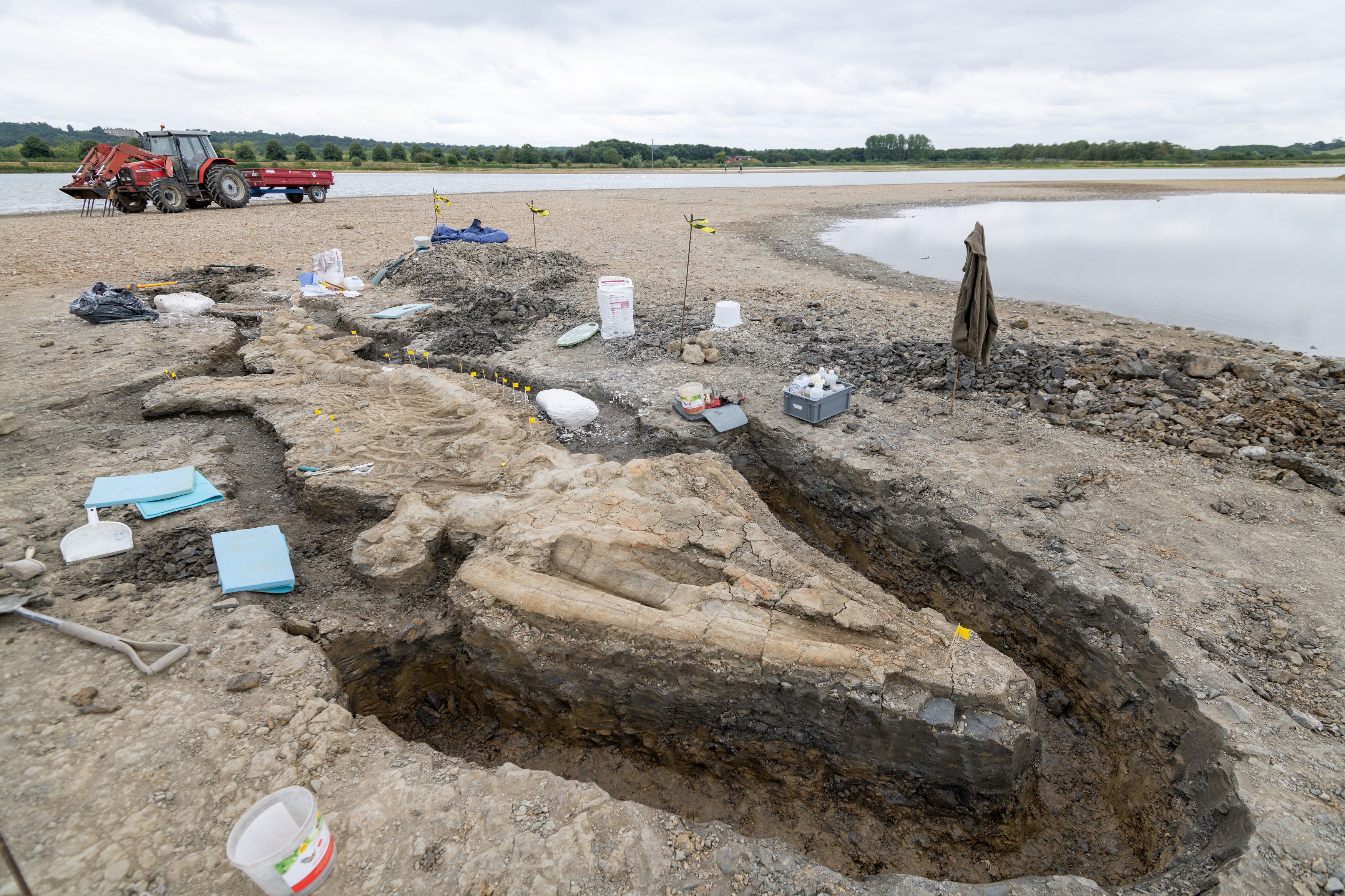 The ichthyosaur is approximately 180 million years old with a skeleton measuring around 10 metres in length