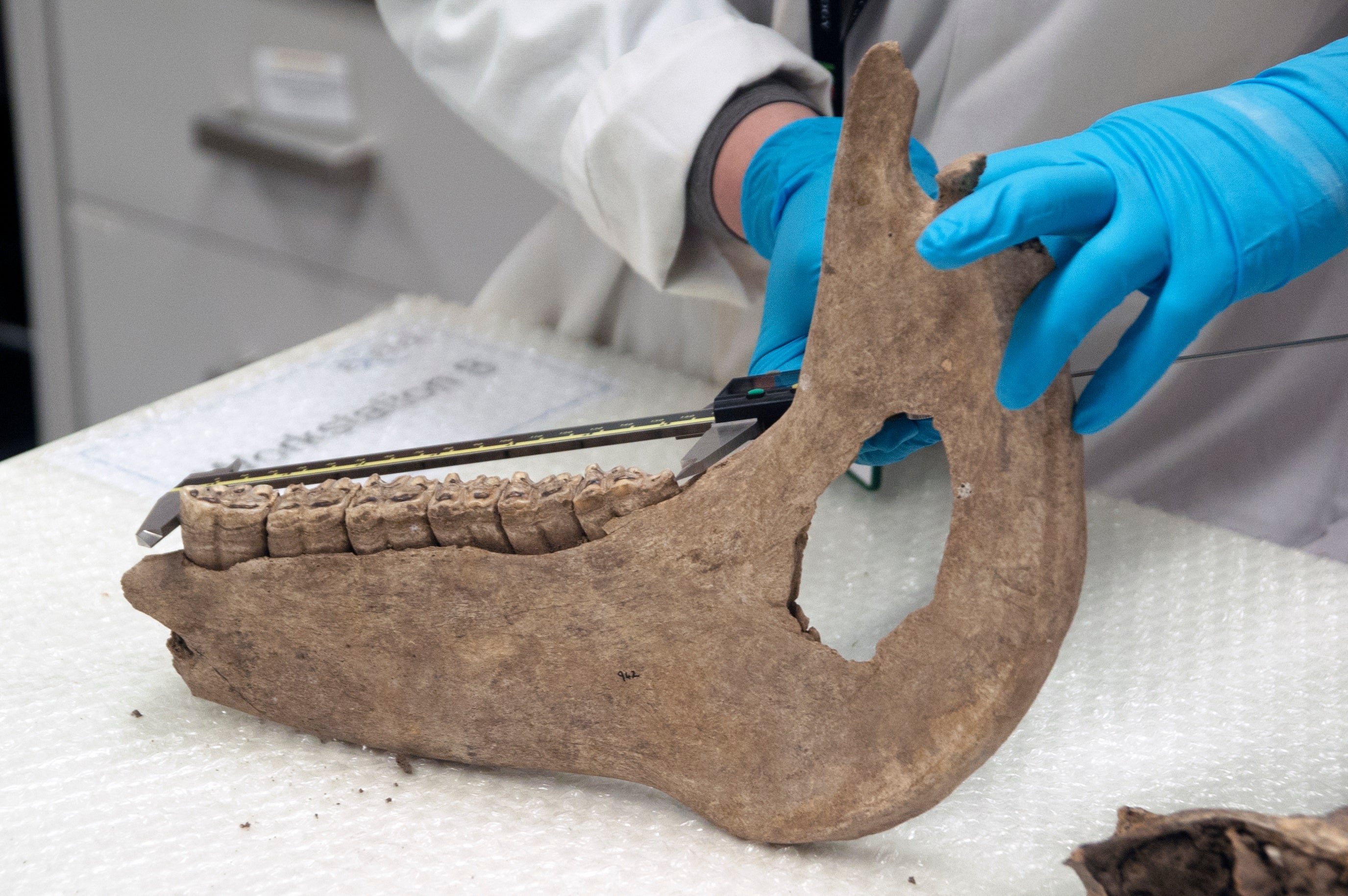 A jawbone from a medieval-era horse (University of Exeter/PA)