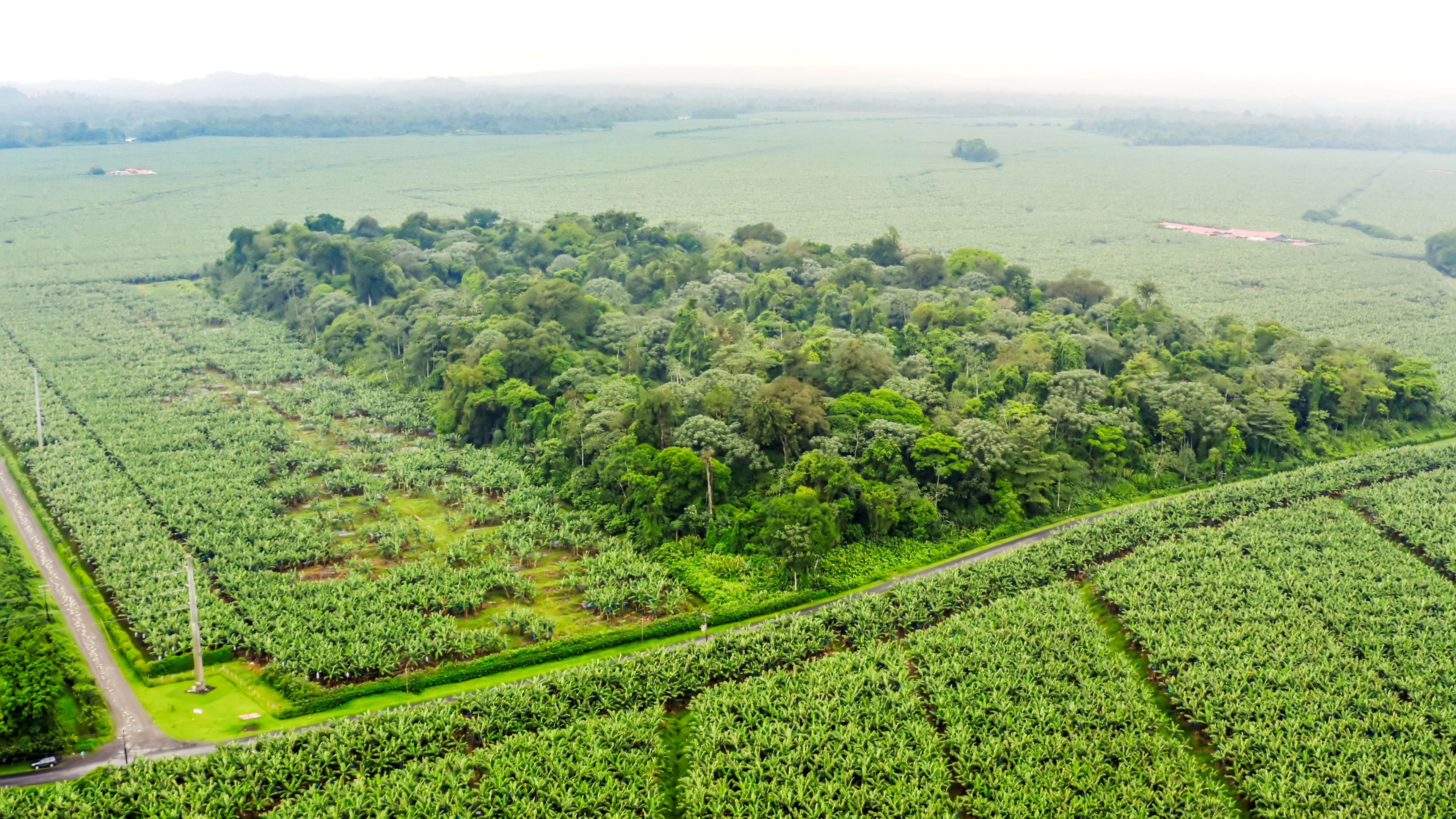 Forest fragment, Costa Rica. Half of the worlds remaining rainforest now exists as a forest fragment. When the fragment becomes too small the relationships between plants and animals begin to break down and species disappear