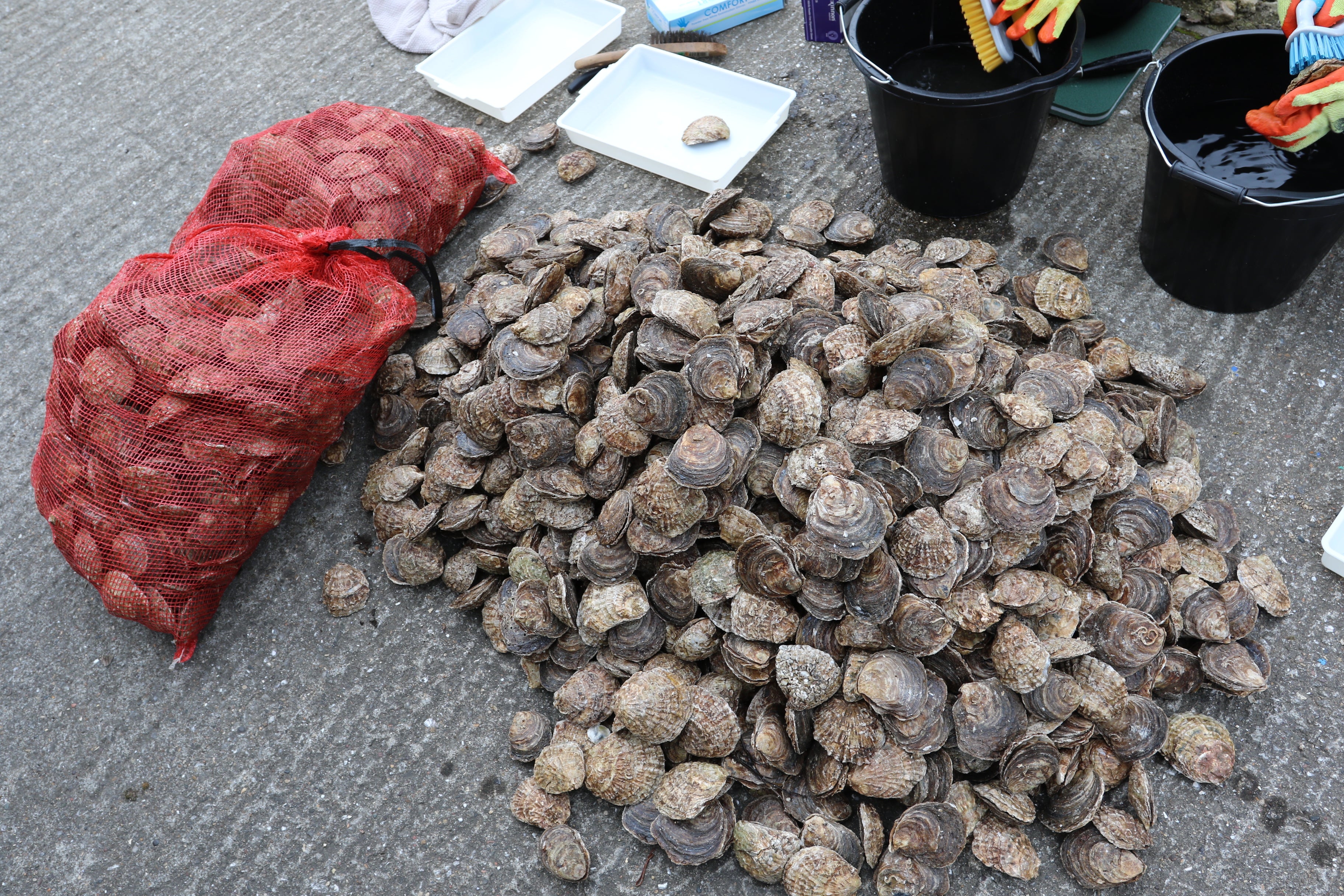Native oysters are also set to thrive as the UK’s waters rise in temperature (ZSL/PA)