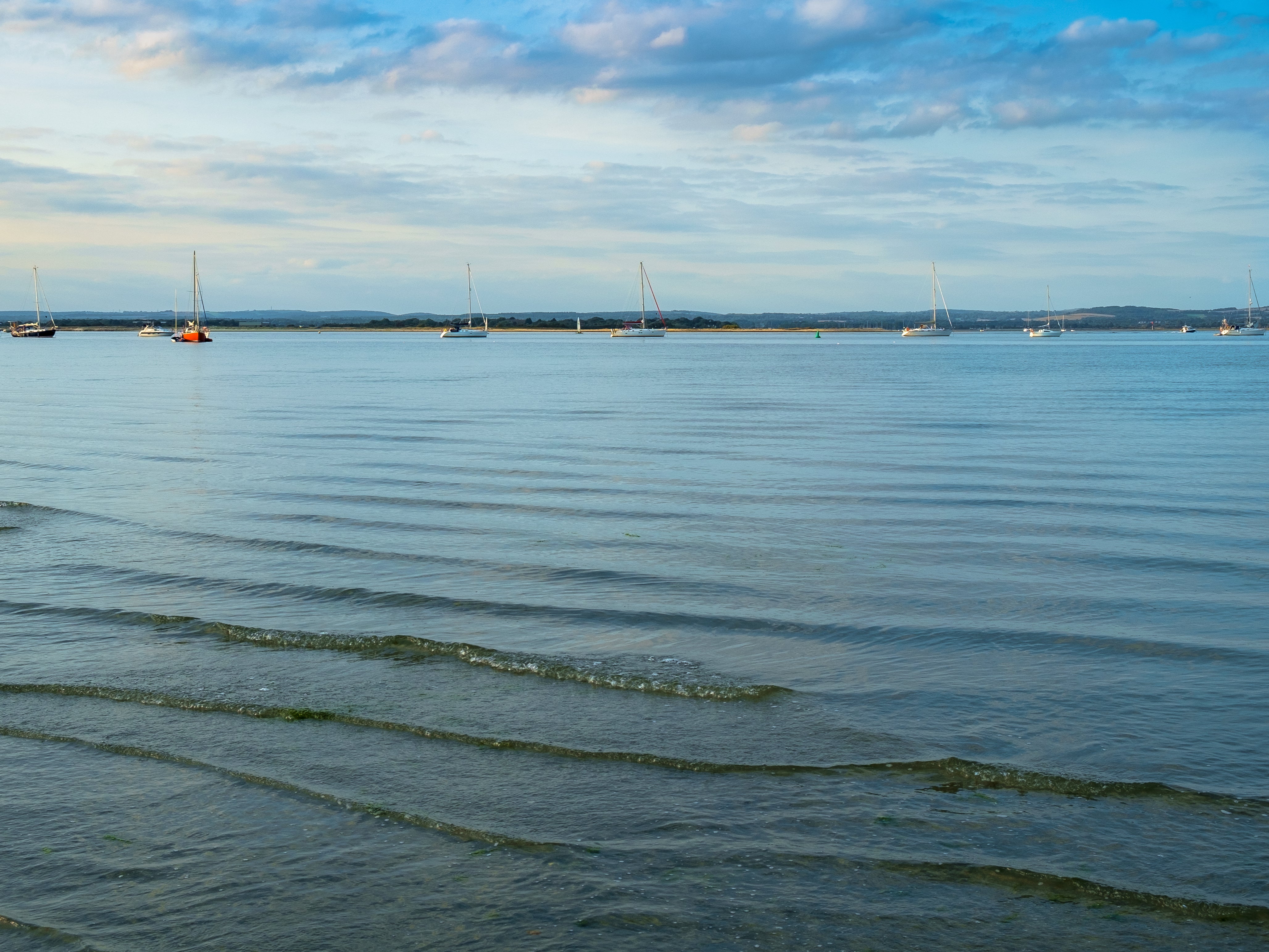 Vibrio bacteria was found in shellfish samples from Chichester Harbour