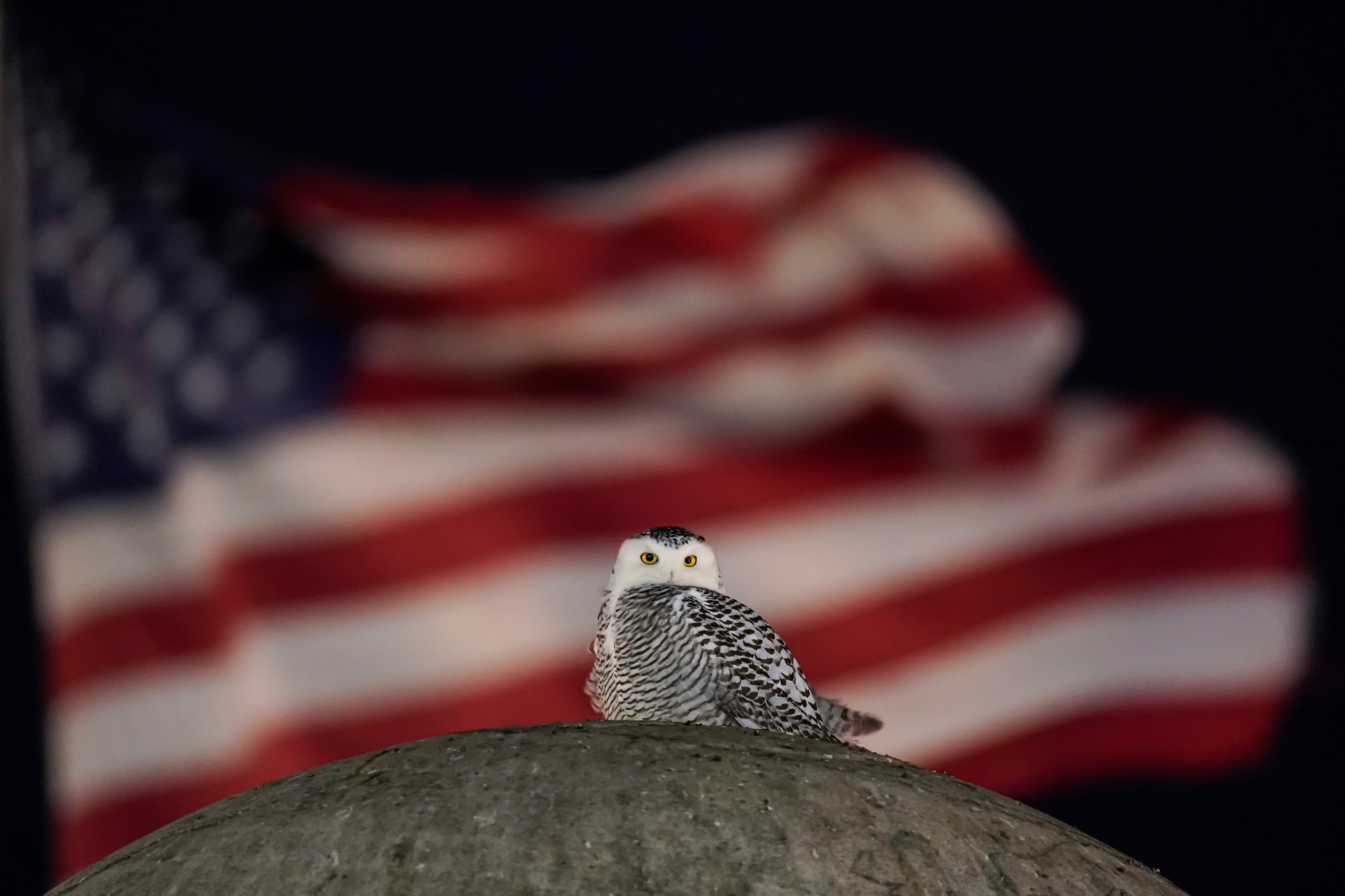 APTOPIX Snowy Owl DC Monuments