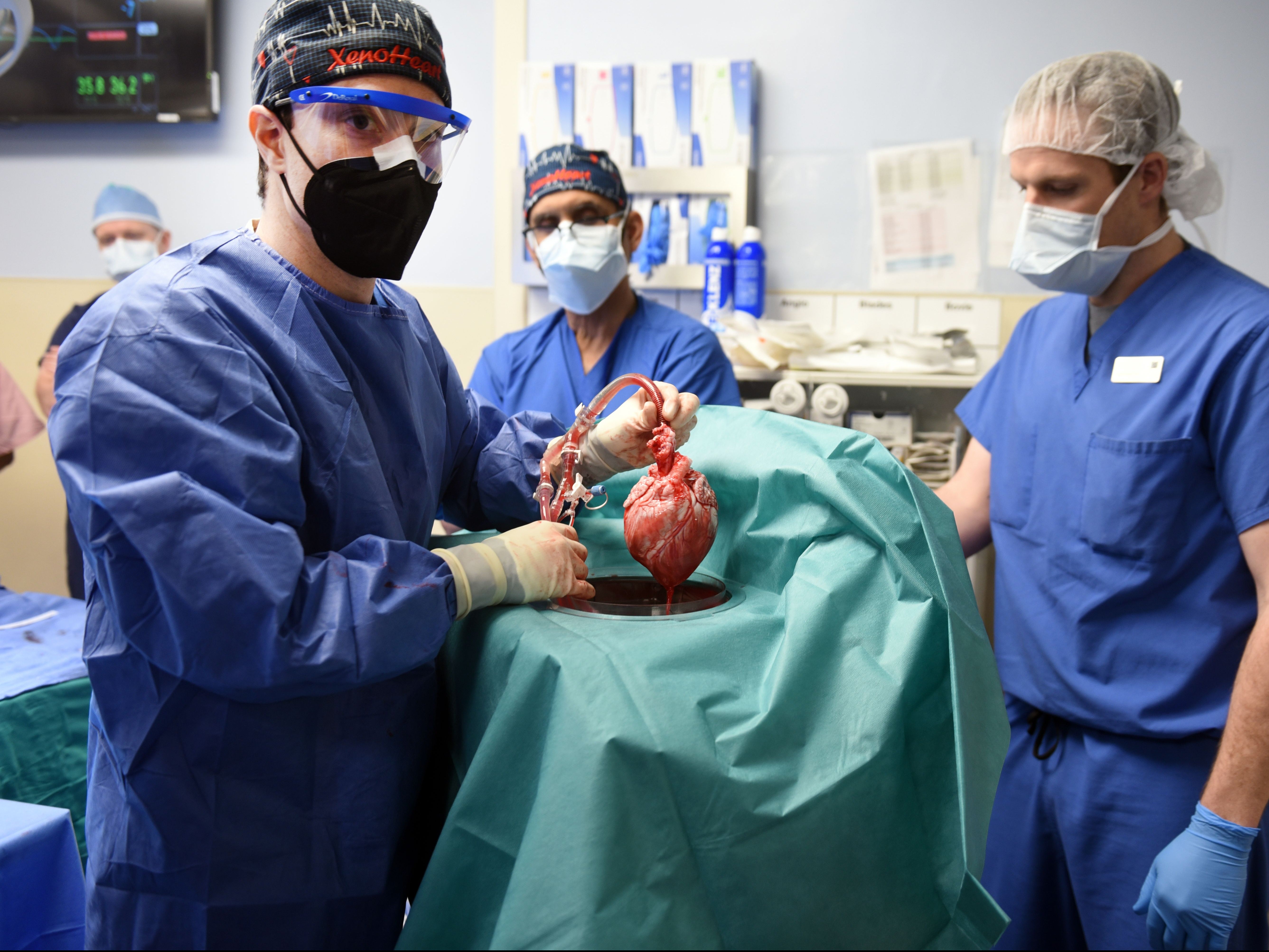 Surgeons implant the heart of a genetically modified pig into a human as part of a life-saving operation.