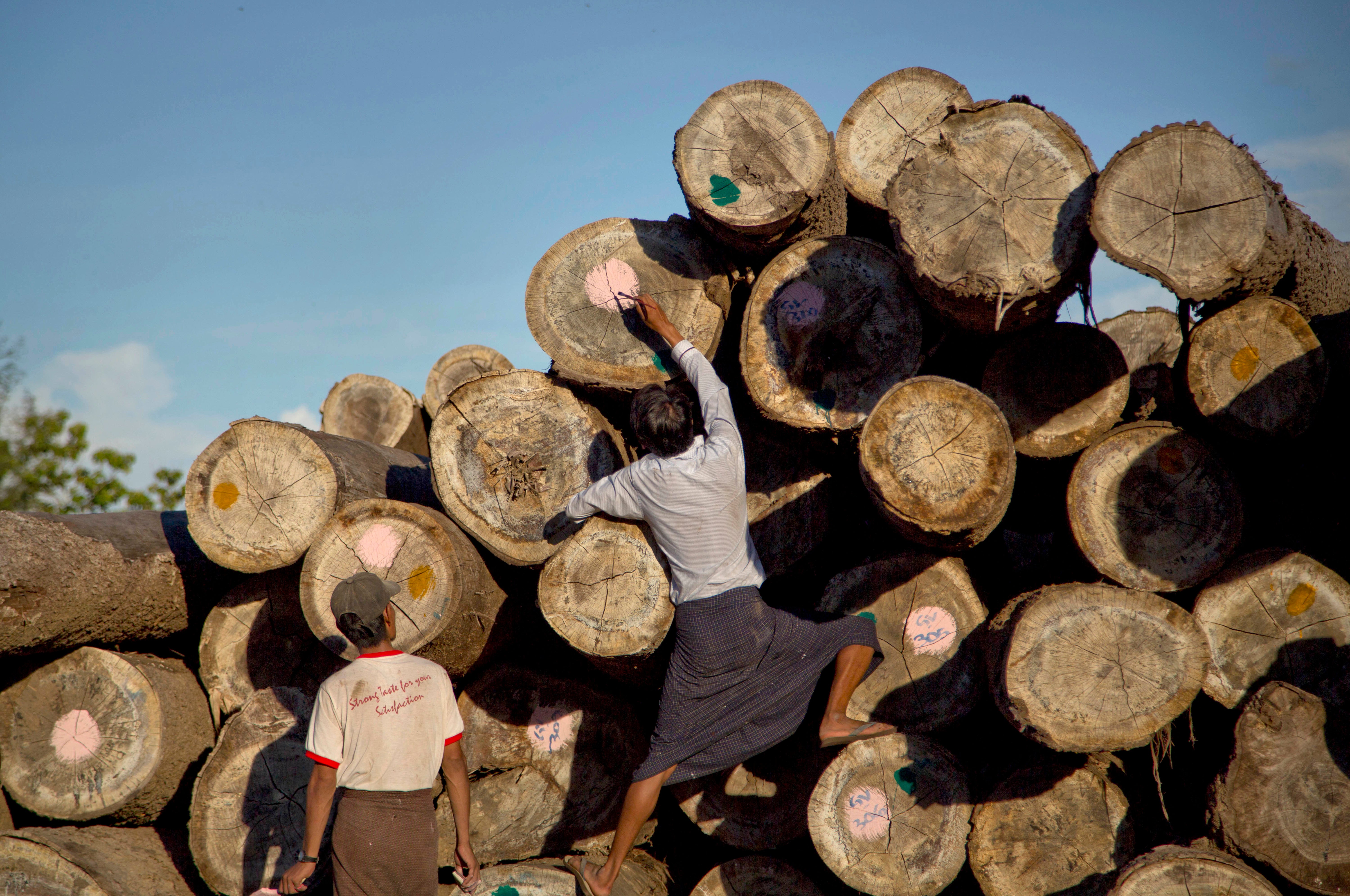 Myanmar Teak