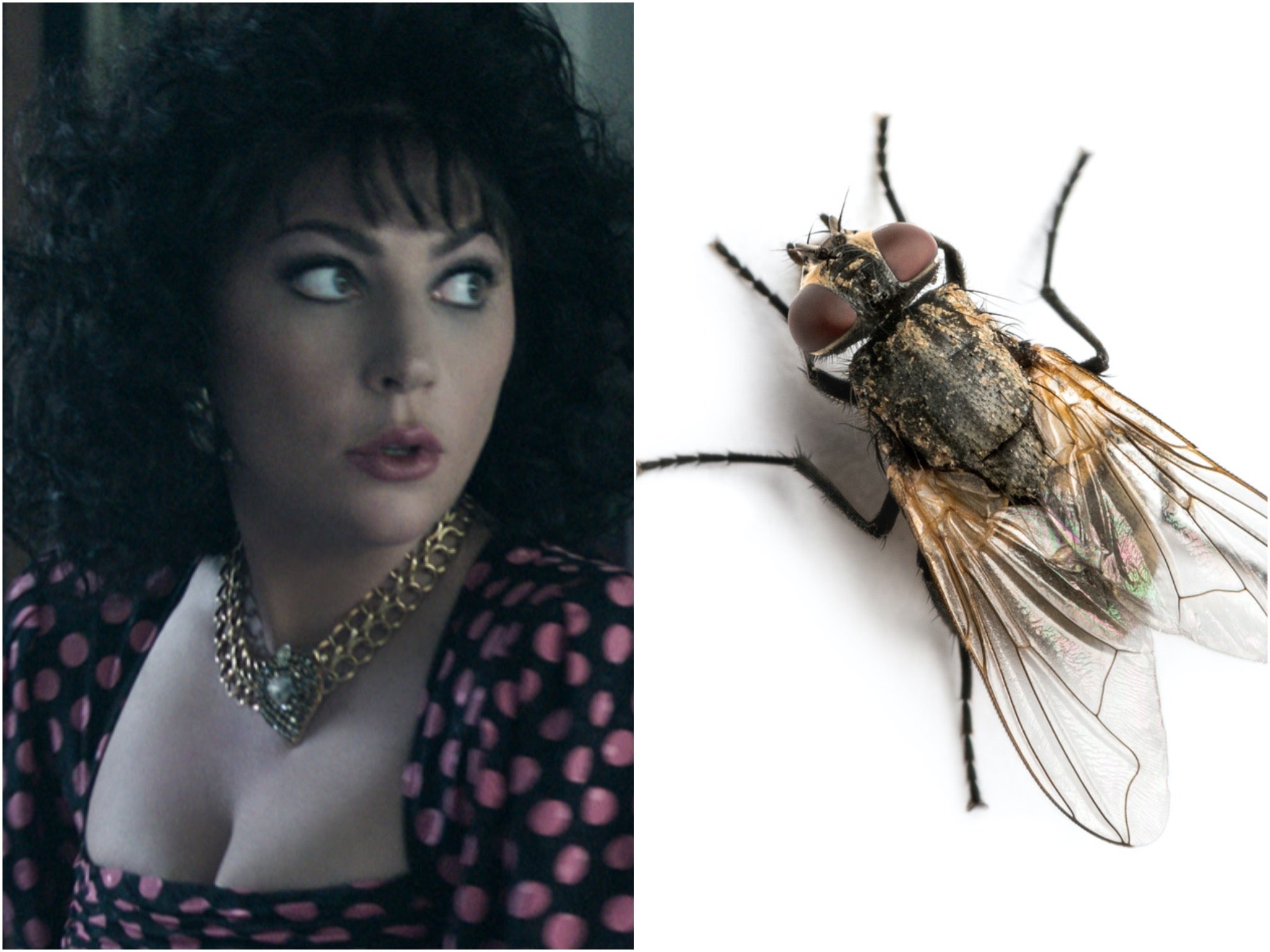 Lady Gaga in ‘House of Gucci’, and a fly