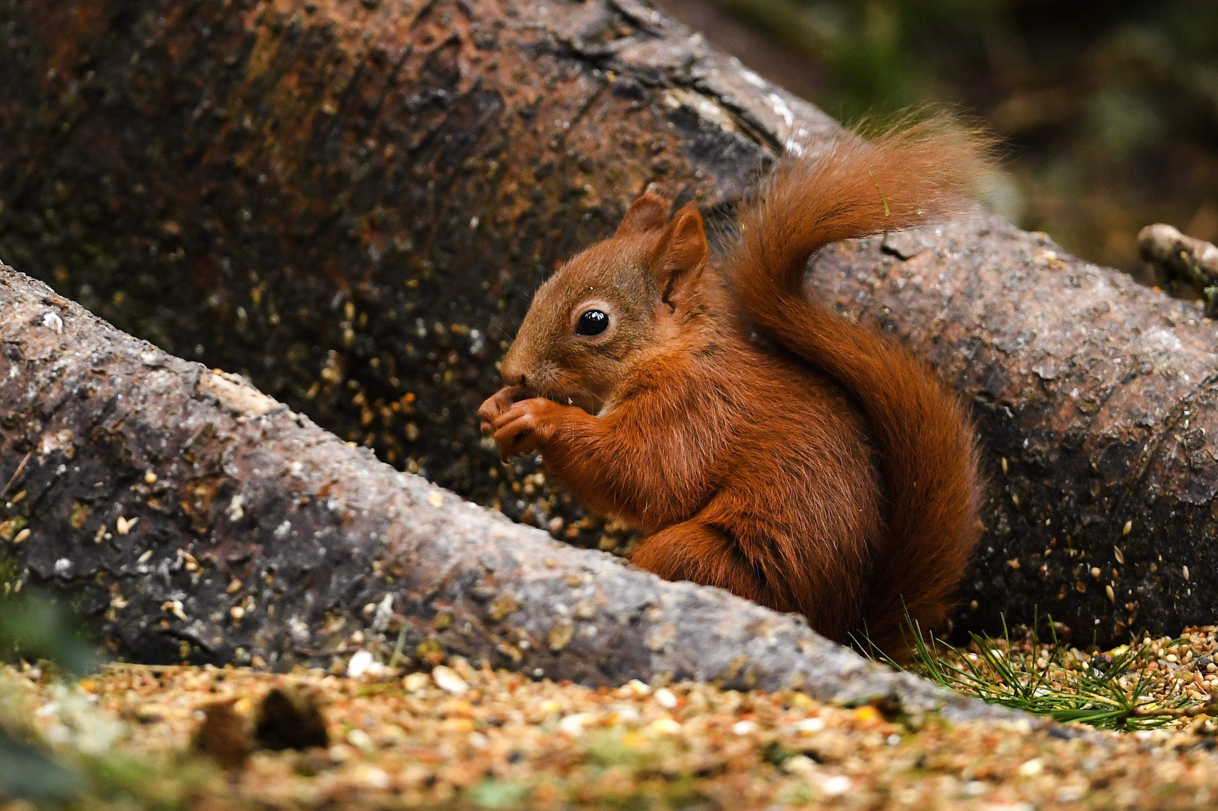 The UK and Ireland has some of Europe’s lowest forest cover