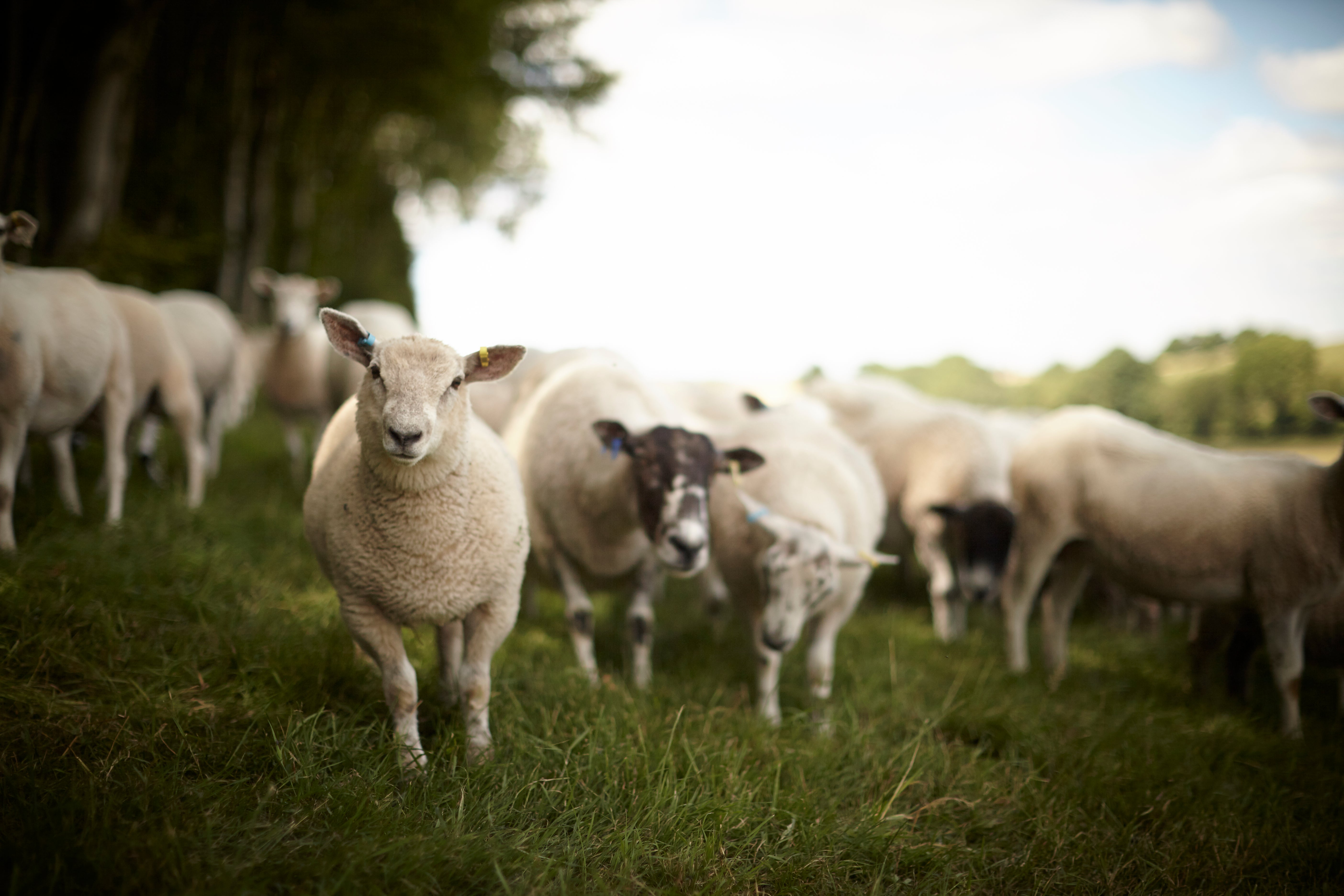 The Ethical Butcher’s lamb is guaranteed to be pasture-fed and free of any unnatural additives