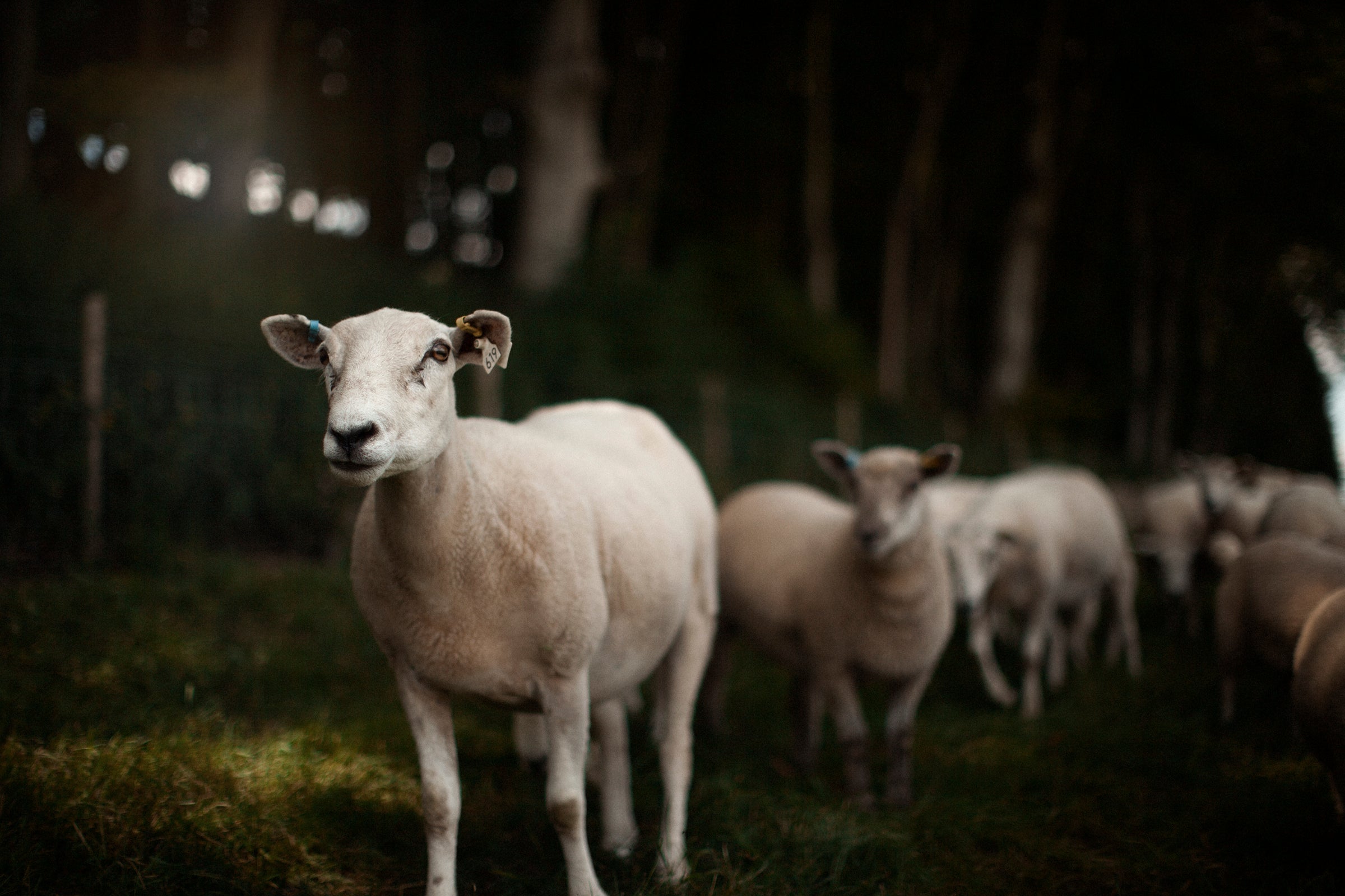 This butcher is on a mission to reconnect animals with their natural habitats and allow them to live as they please