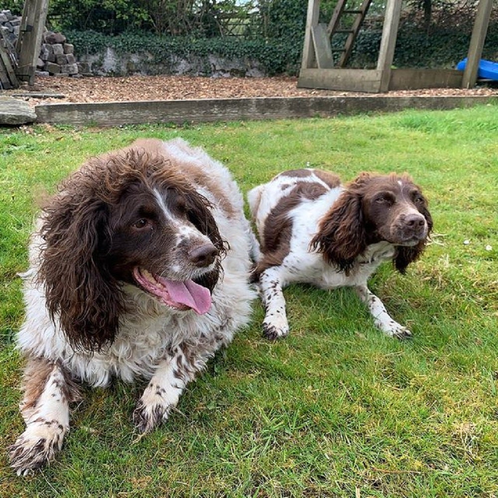 Philip and Tilly before Philip’s weight loss (My Family Vets/PA)