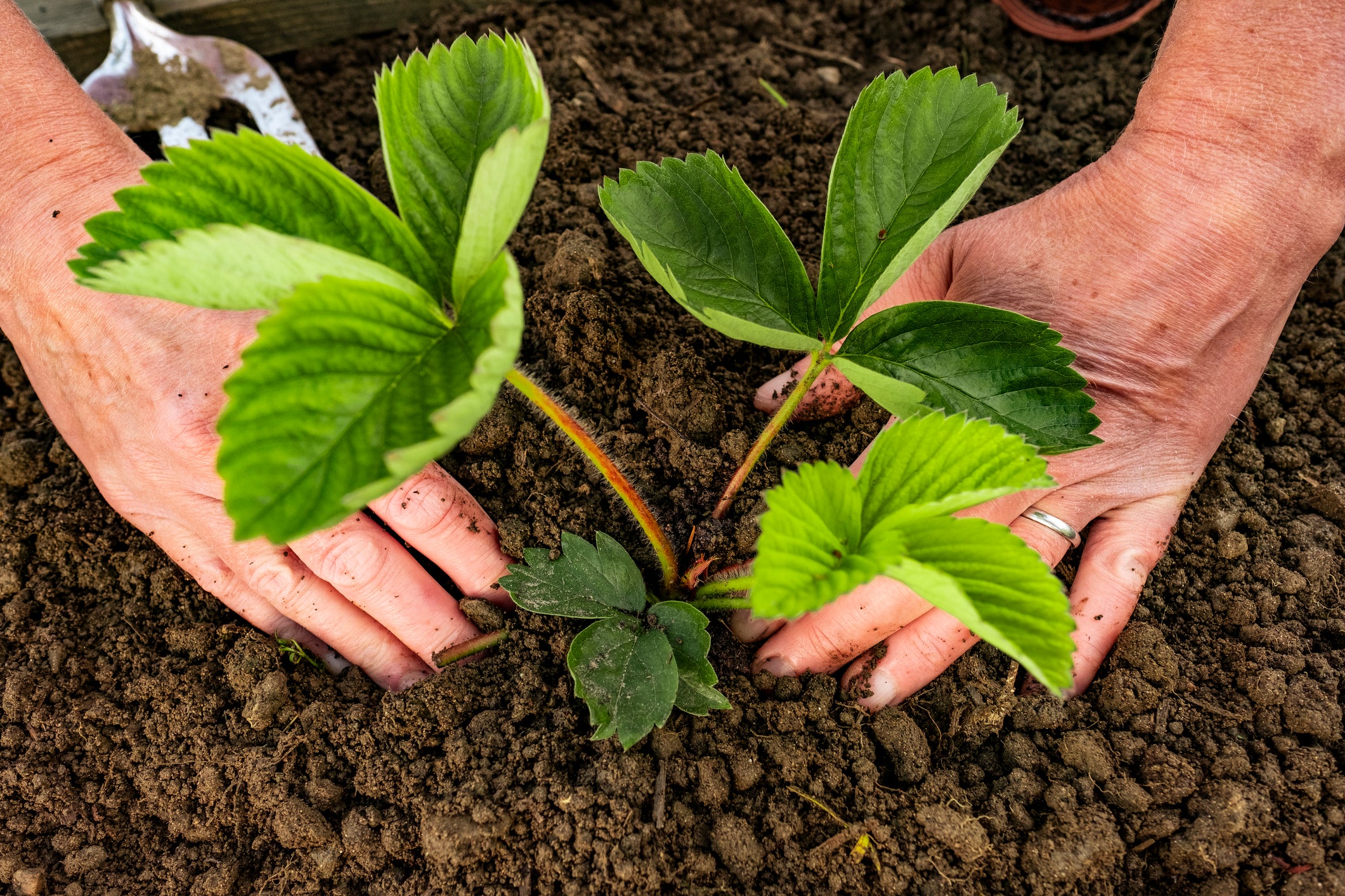 Planting strawberries in the garden