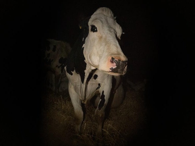 Cow review: Andrea Arnold’s farmyard documentary is surprisingly confrontational 