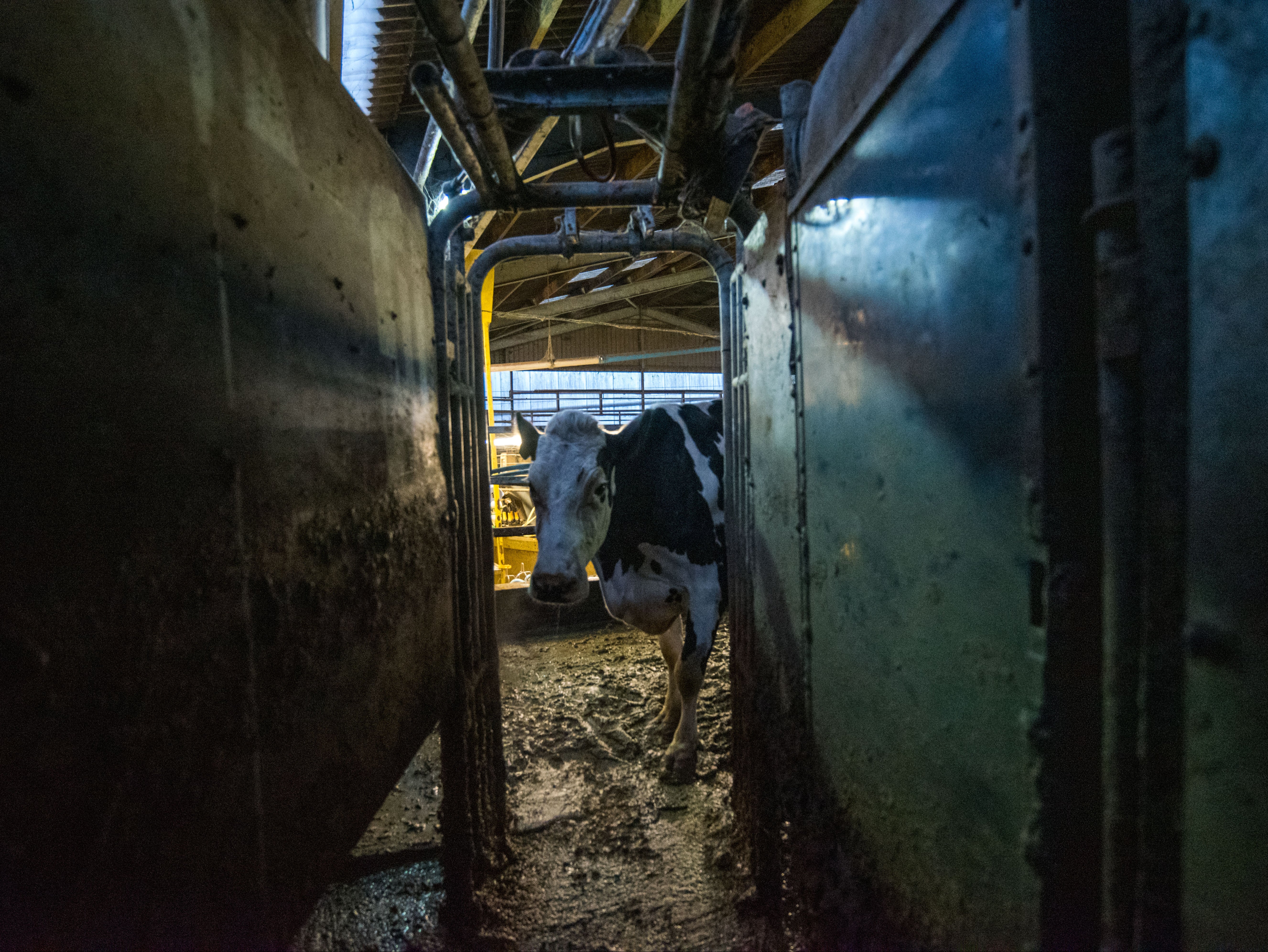 We watch Luma closely as she gives birth, as she chews her cud, and as she’s hooked up to a milking machine, its nozzles splayed out like the heads of hungry leeches