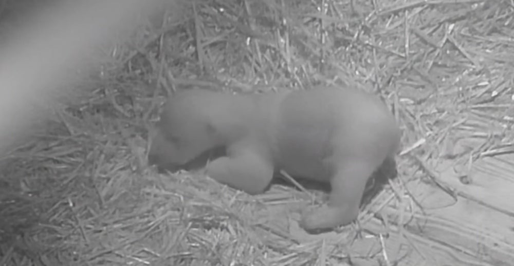 The polar bear was born at the Highland Wildlife Park (RZSS/PA)