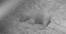 Wildlife park releases new footage of month-old polar bear cub