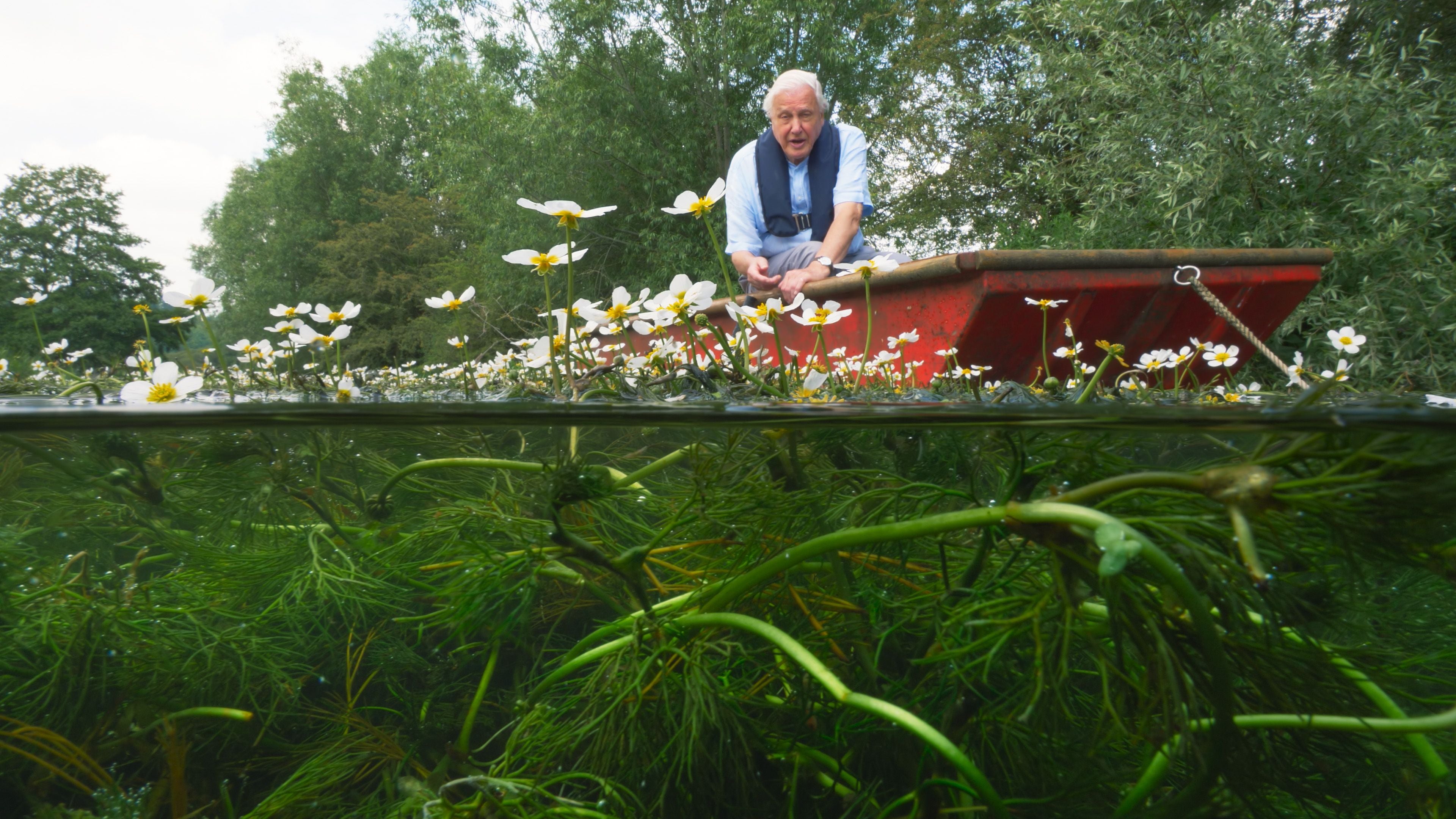 Sir David Attenborough in an English chalk stream. Against the current, water crowfoot sends stiffer flower-bearing stems up into the air to attract pollinators